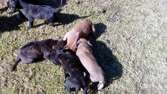 Boerboel Puppies in East Rand (13/07/2019)