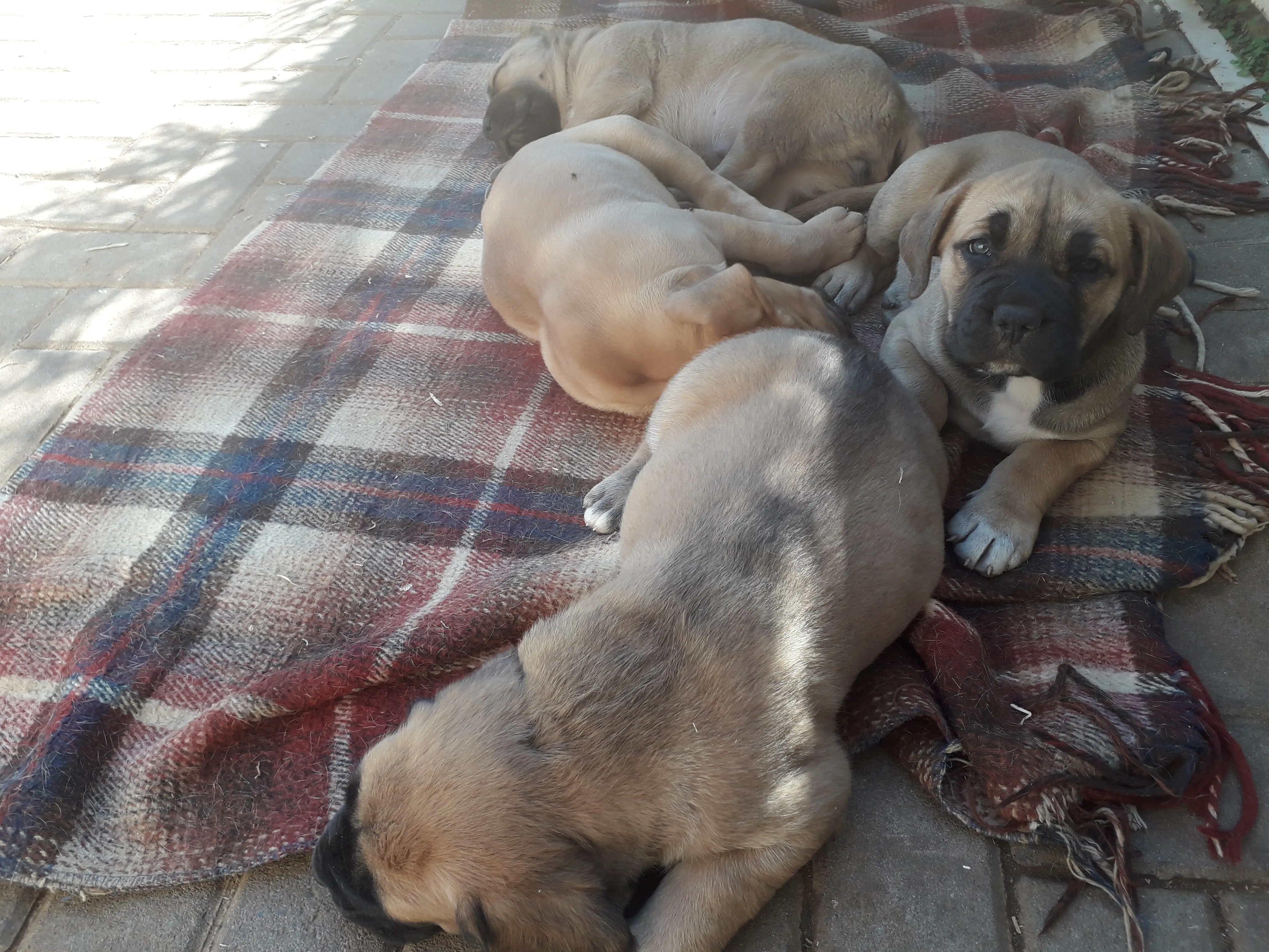 Boerboel Puppies in Pretoria (20/07/2019)