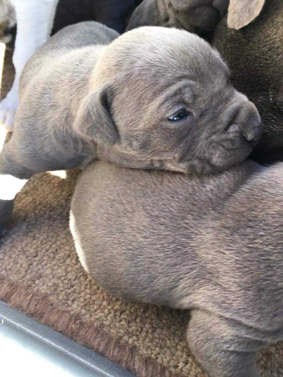 Pit Bull Puppies in Kimberley (05/07/2019)