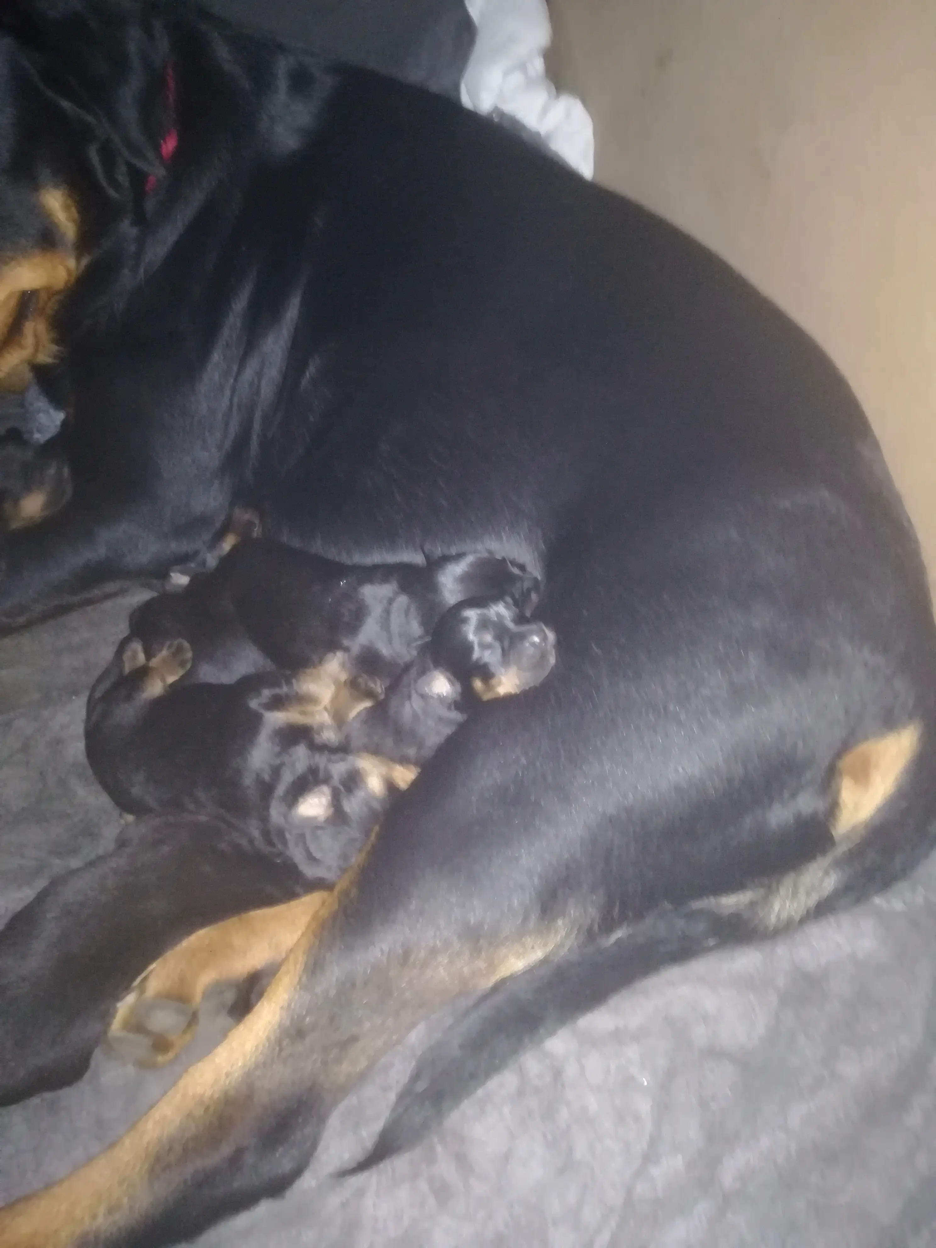 Rottweiler Puppies in Cape Town (23/07/2019)