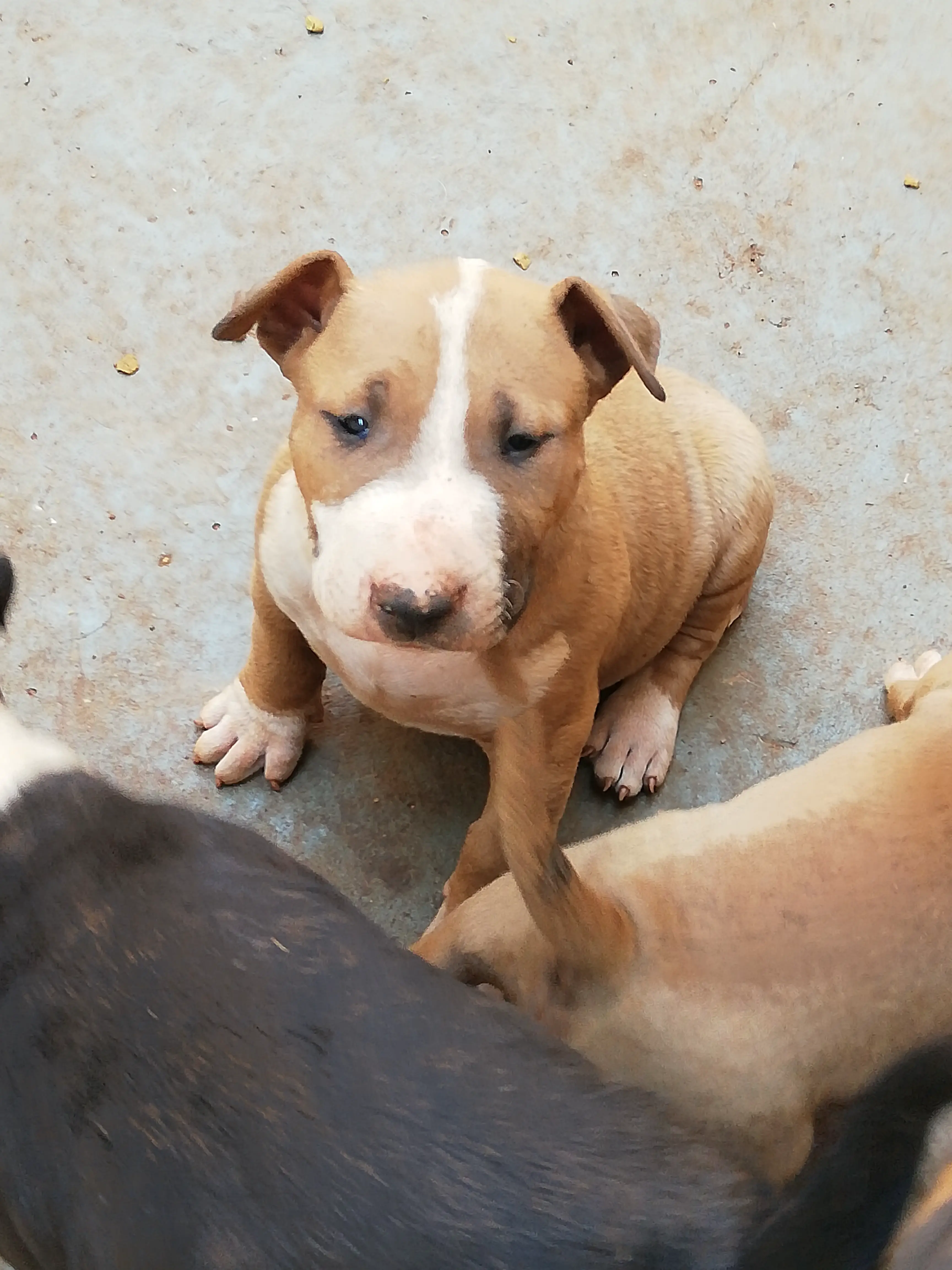 Bull Terrier Puppies in Pretoria (29/07/2019)