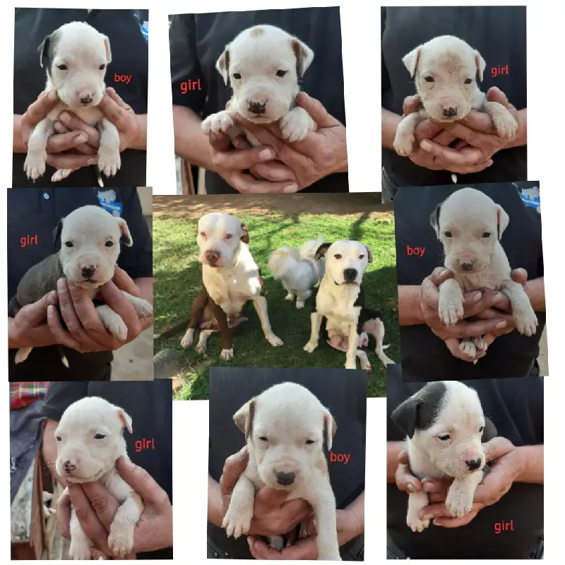 Staffie Puppies in East Rand (02/07/2019)