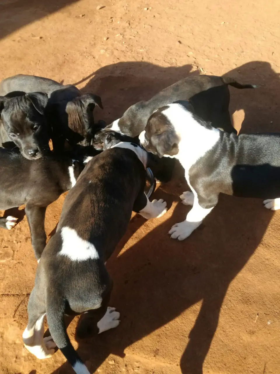 Pitbull Puppies in East Rand (05/07/2019)