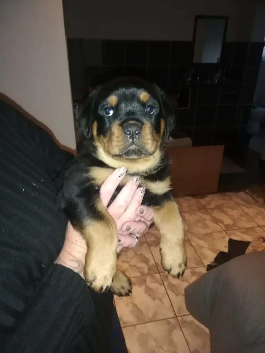 Rottweiler Puppies in Cape Town (28/08/2019)