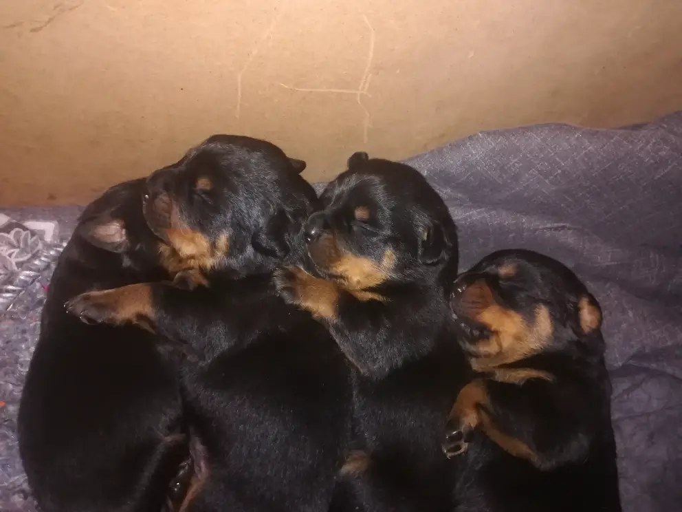 Rottweiler Puppies in Cape Town (06/08/2019)
