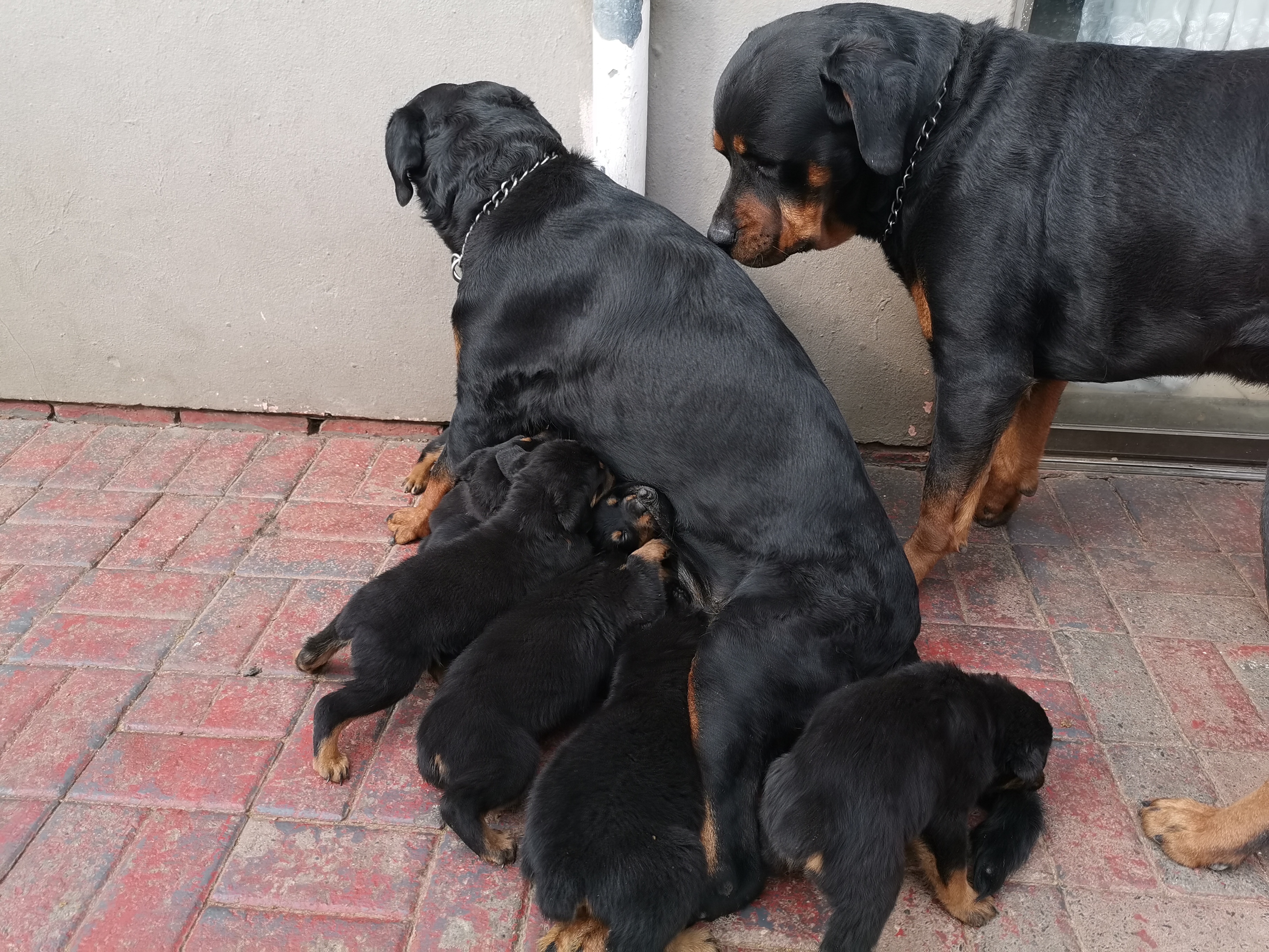 Rottweiler Puppies in Johannesburg (11/08/2019)