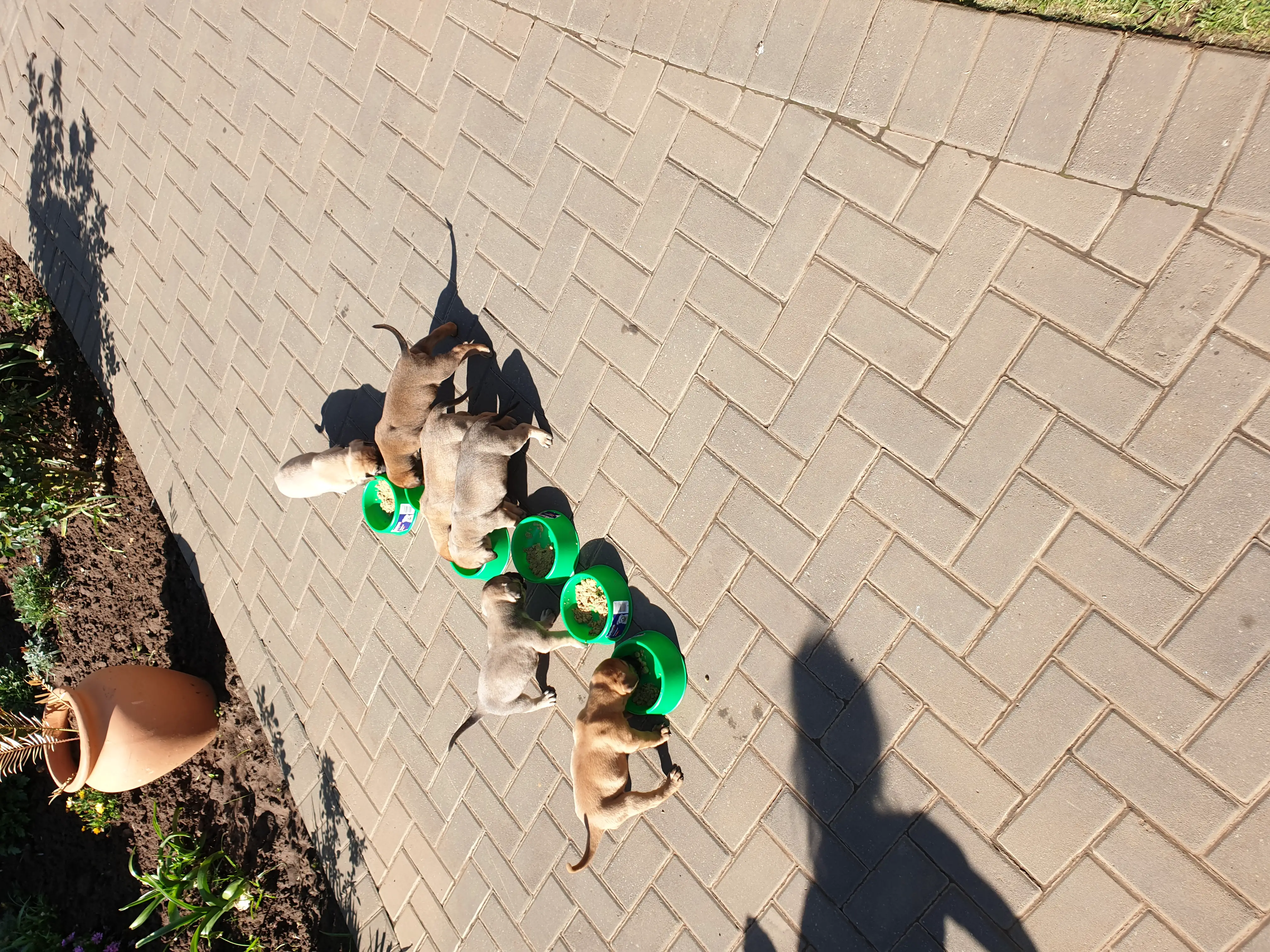 Boerboel Puppies in Vereeniging (08/10/2019)