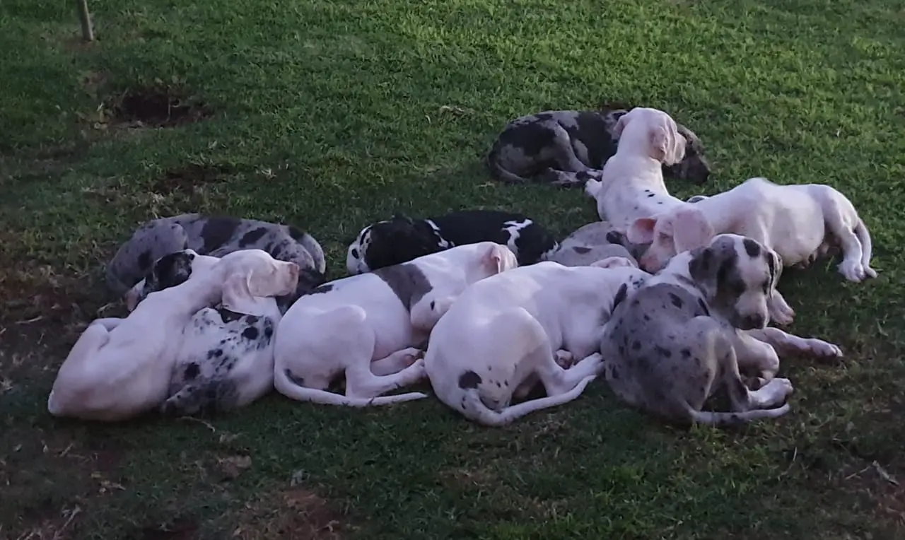 Great Dane Puppies in Mpumalanga (26/10/2019)