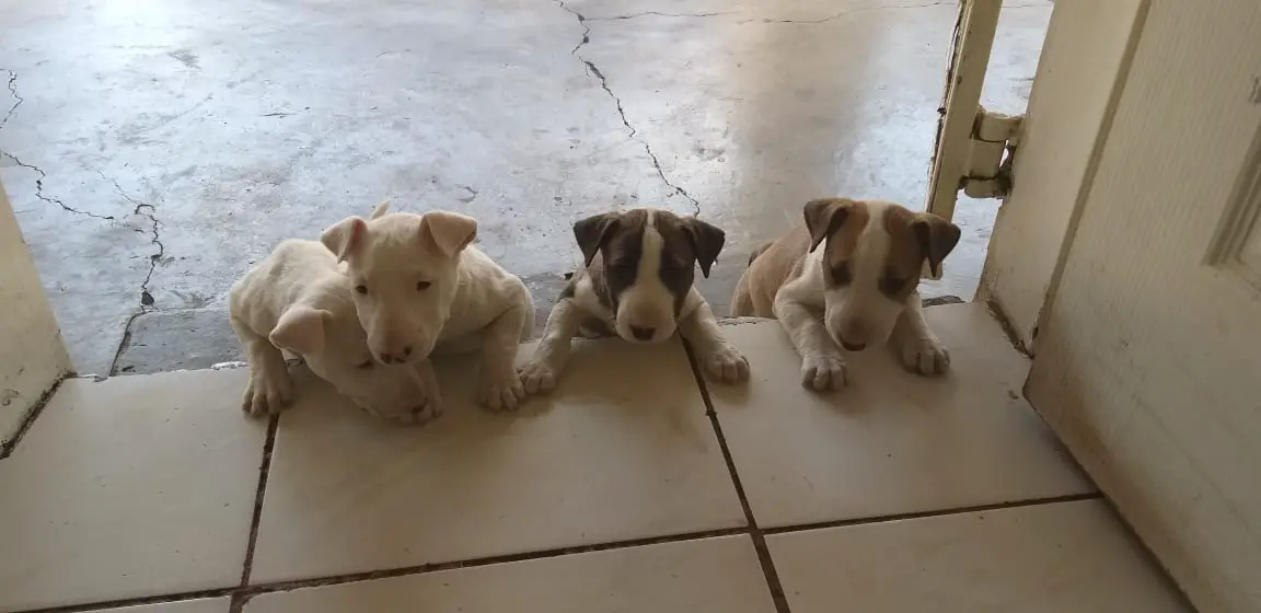 Bull Terrier Puppies in East Rand (08/10/2019)