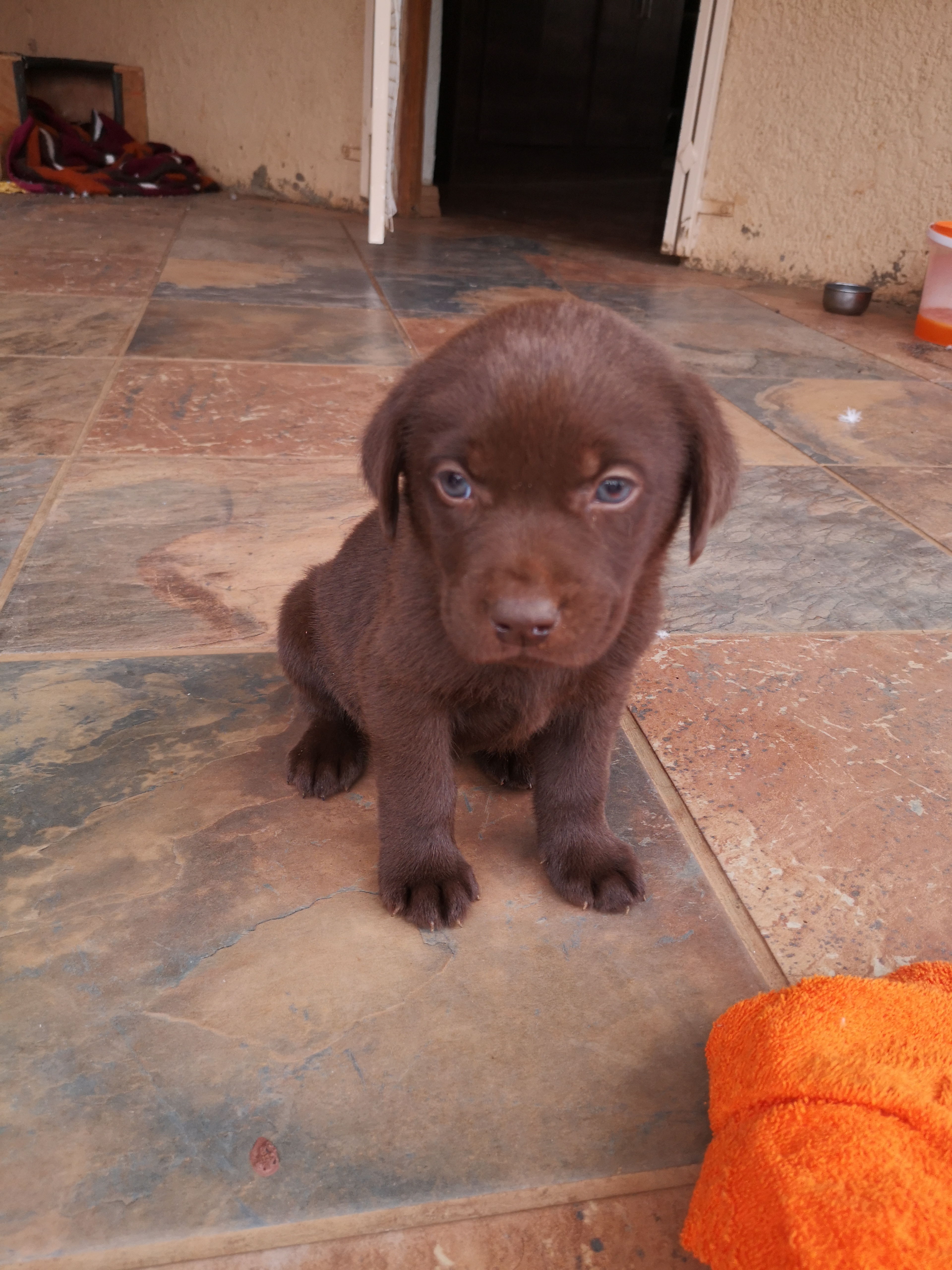 Labrador Puppies in Other (16/10/2019)