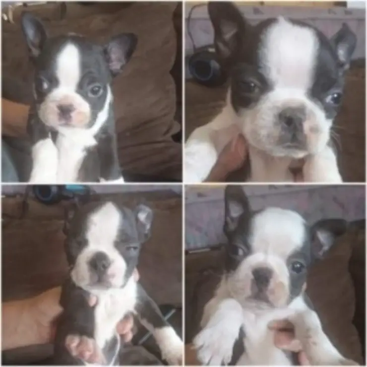 Boston Terrier Puppies in East Rand (23/10/2019)
