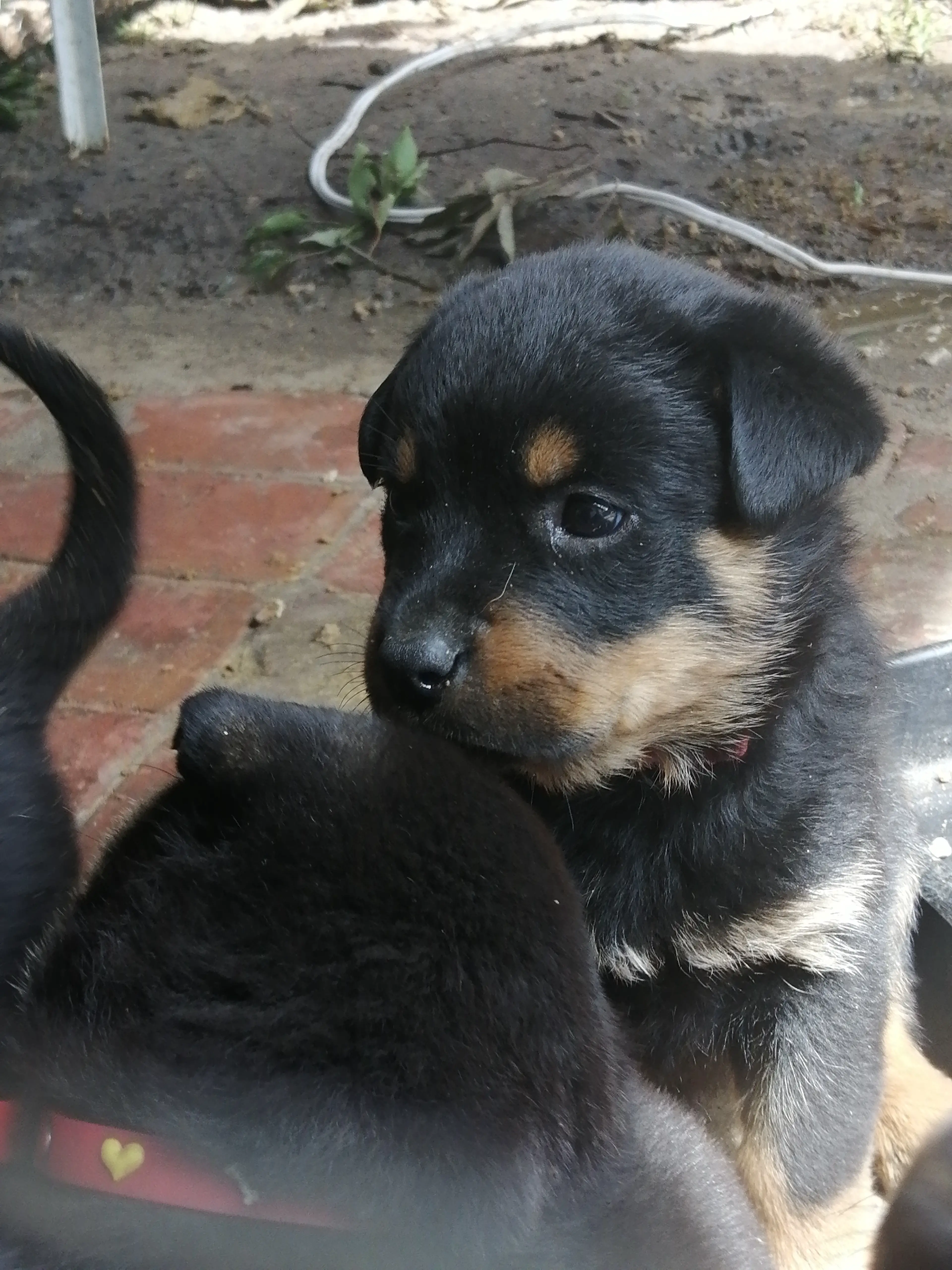 Rottweiler Puppies in East Rand (13/11/2019)