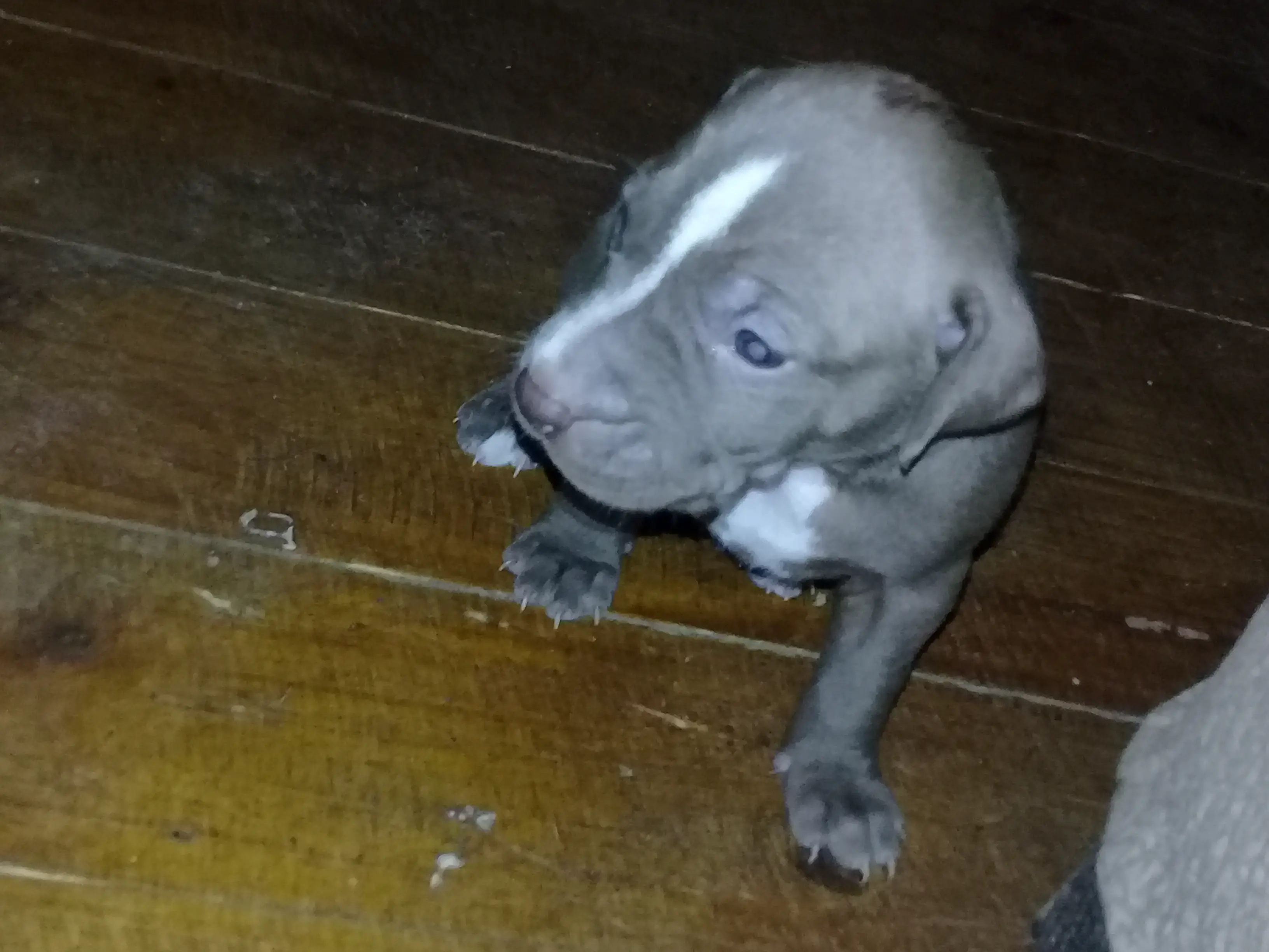 Pitbull Puppies in East Rand (16/11/2019)