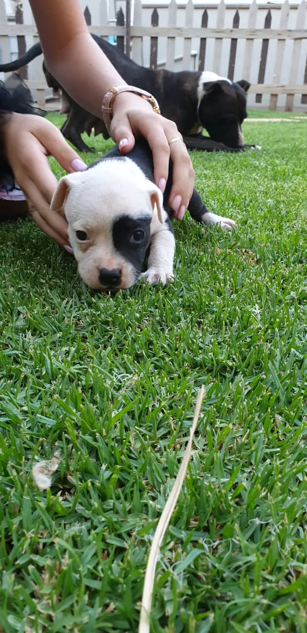 Staffie Puppies in East Rand (06/11/2019)