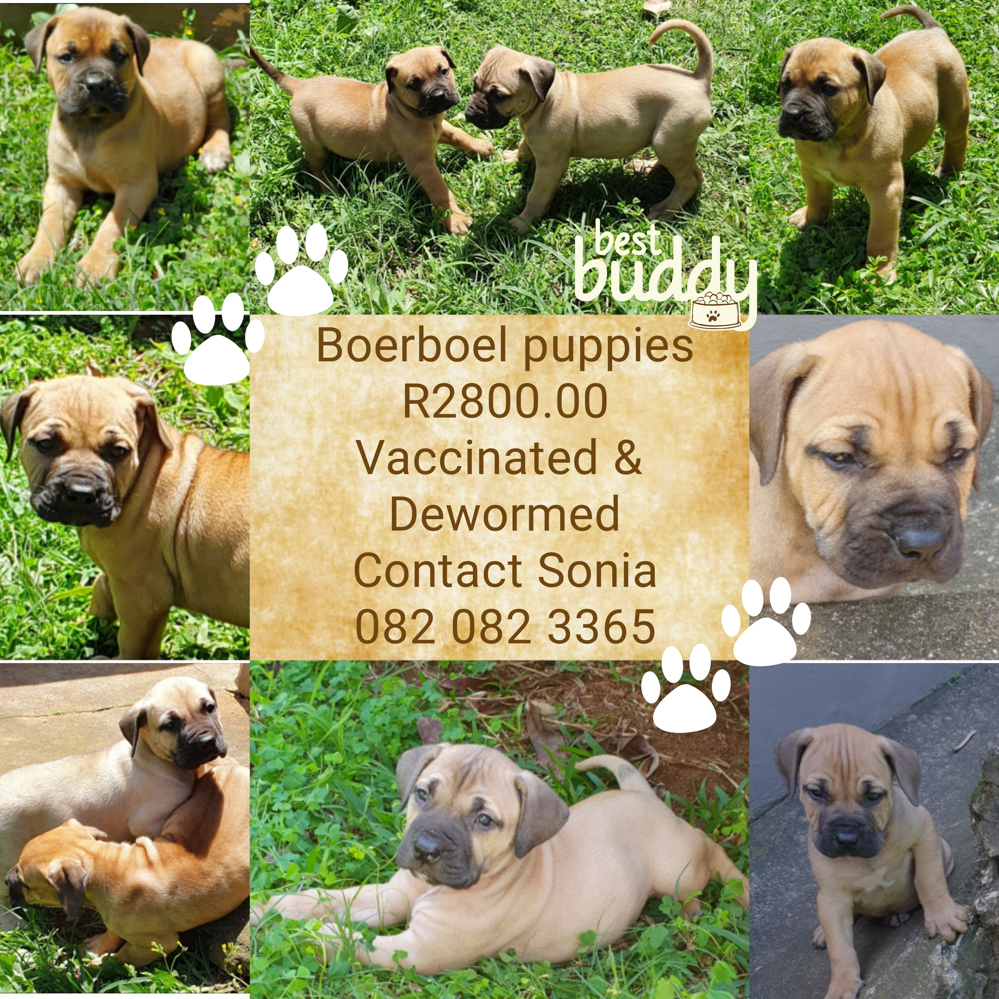 Boerboel Puppies in Kwazulu Natal (04/11/2019)