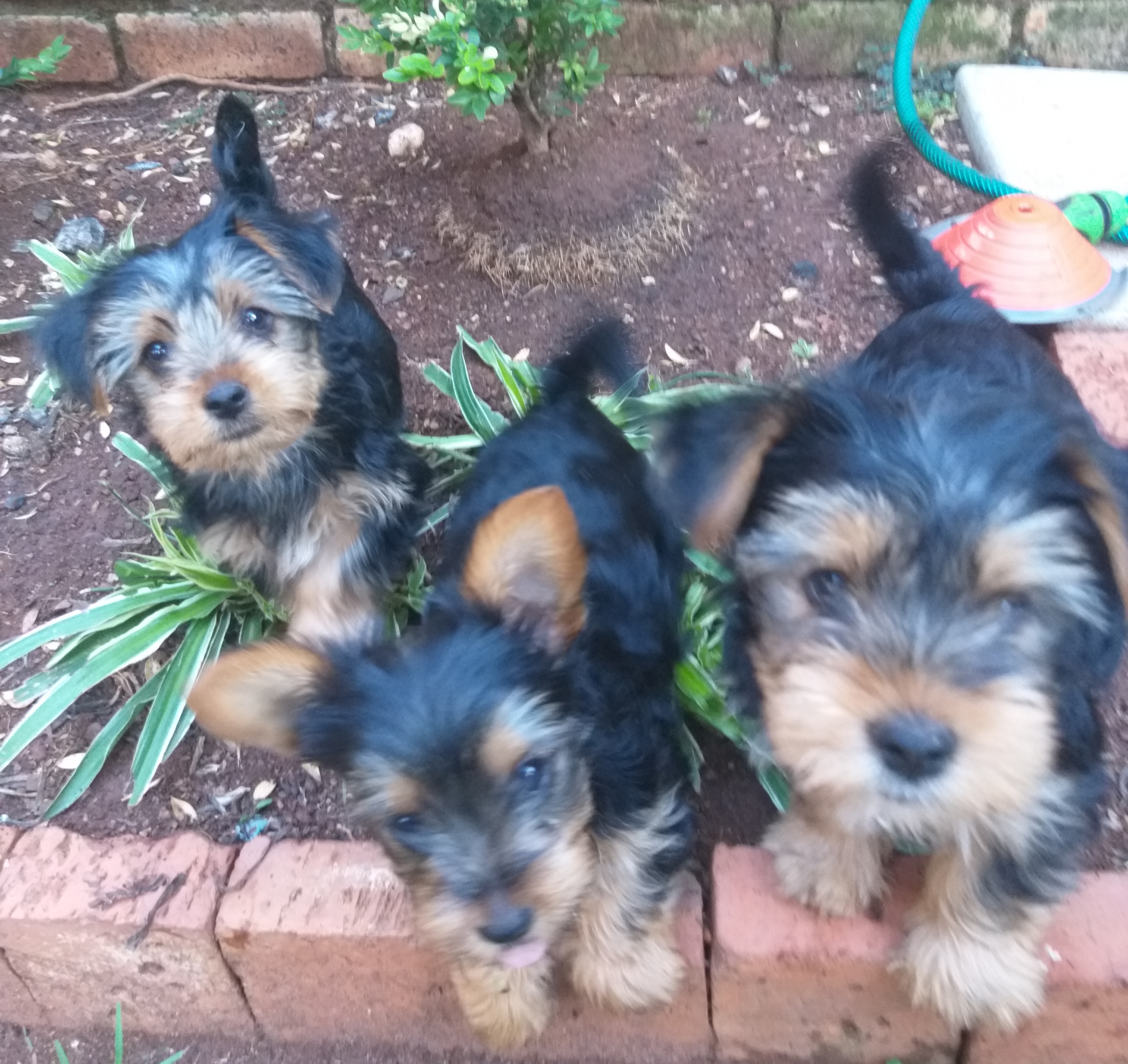 Yorkshire Puppies in Johannesburg (15/11/2019)