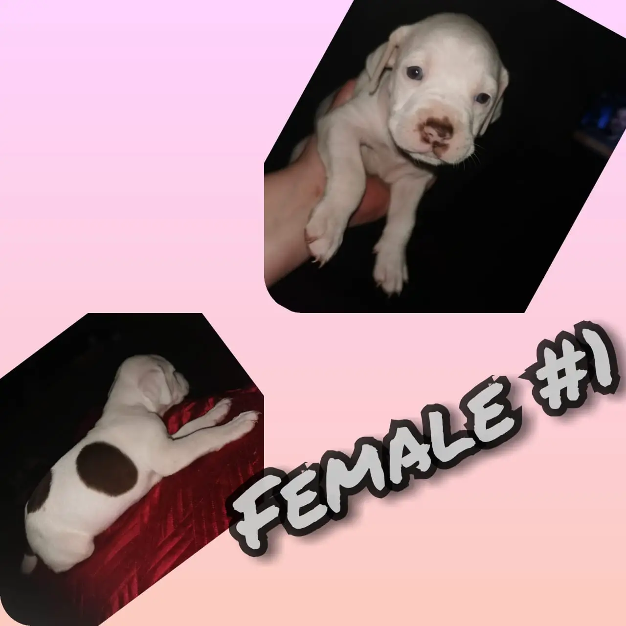 Pitbull Puppies in Other (28/11/2019)