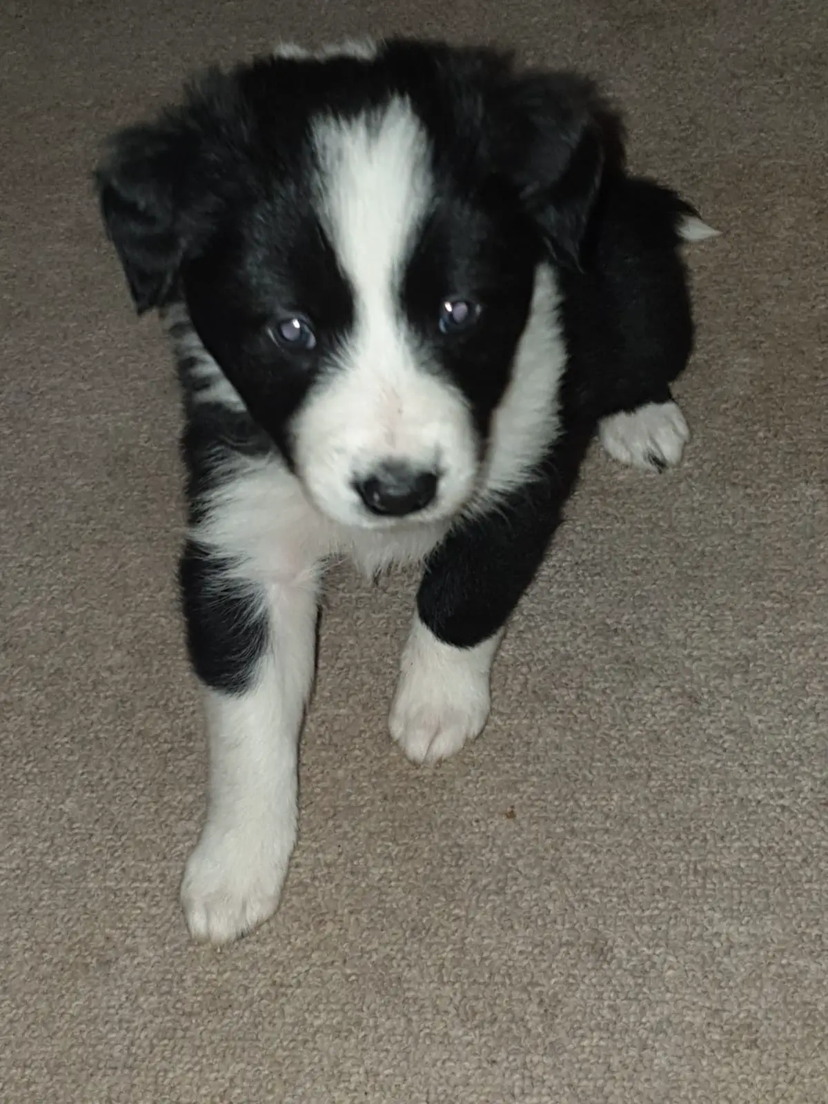 Collie Puppies in Other (20/11/2019)