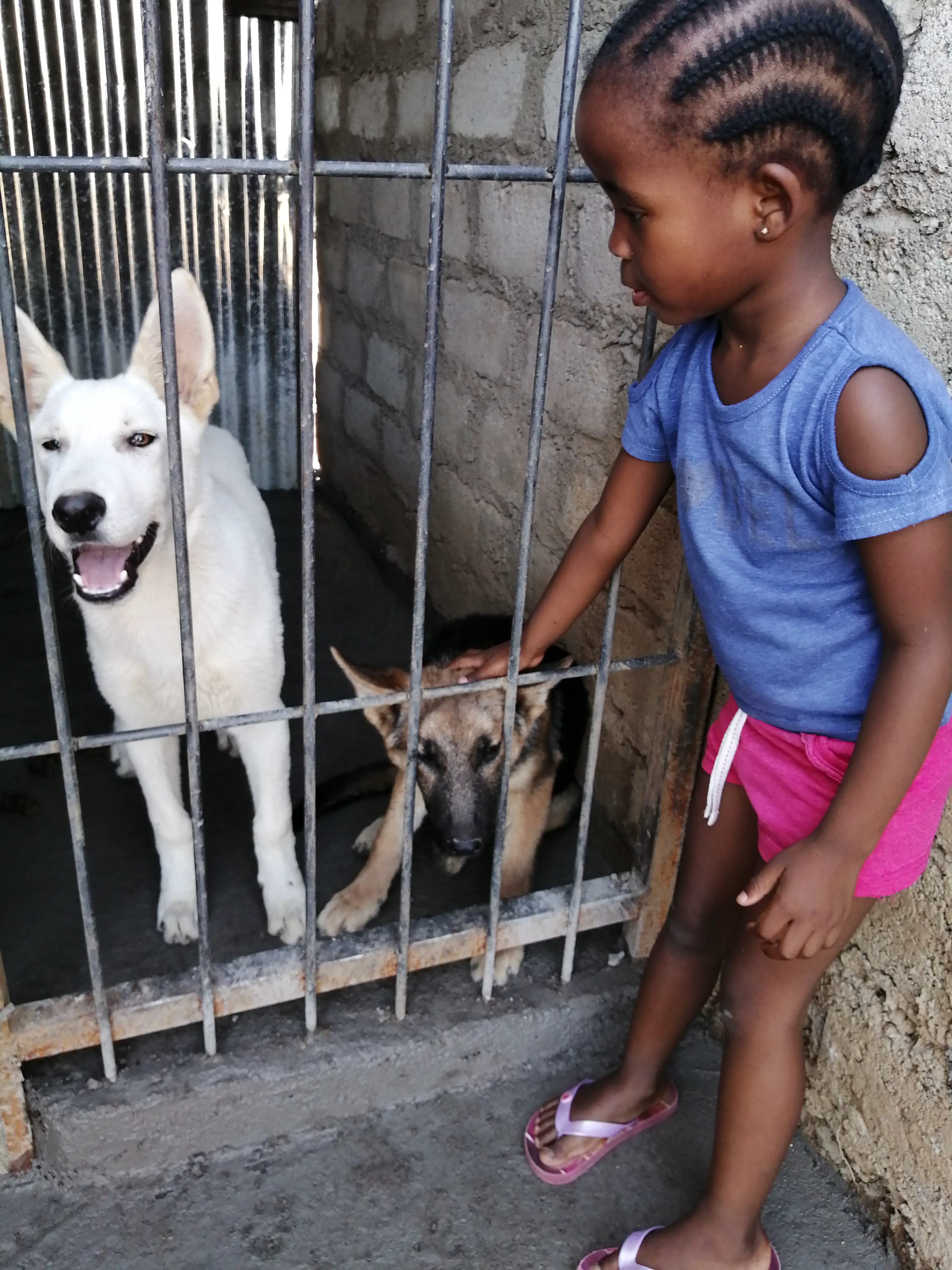 German Sheperd Puppies in Pretoria (12/11/2019)