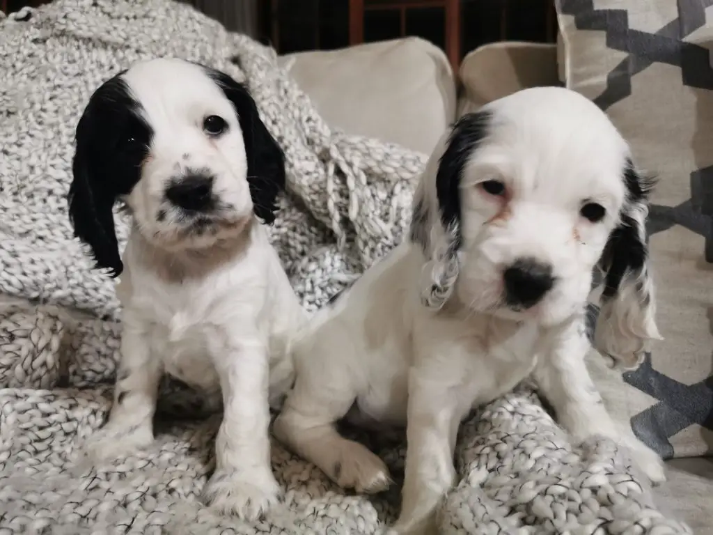 Spaniel Puppies In Pretoria (25 11 2019)