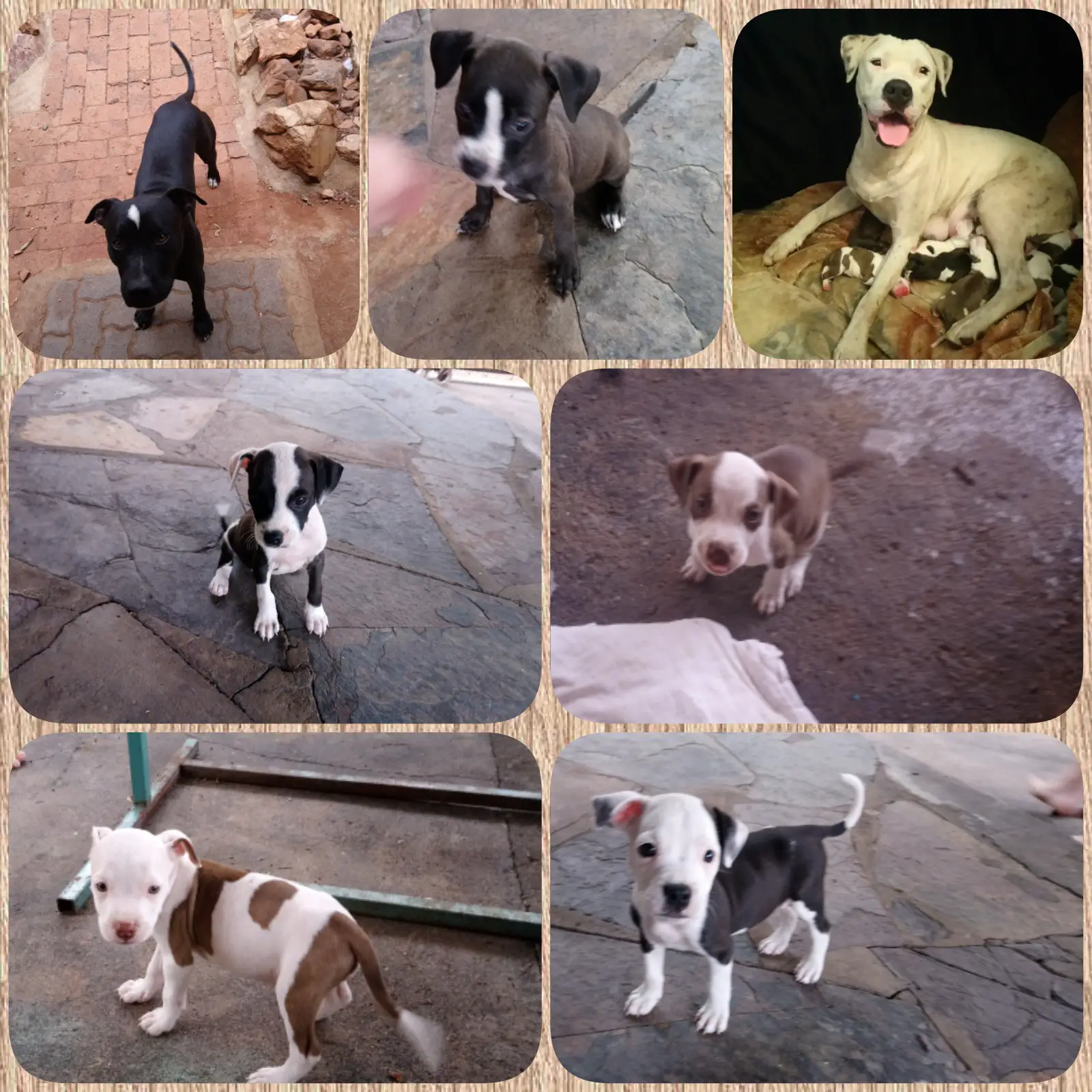 Pitbull Puppies in Pretoria (20/11/2019)