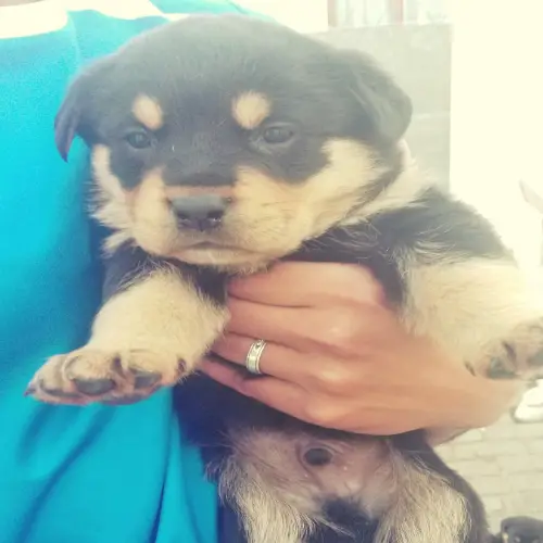 Rottweiler Puppies in Cape Town (26/12/2019)