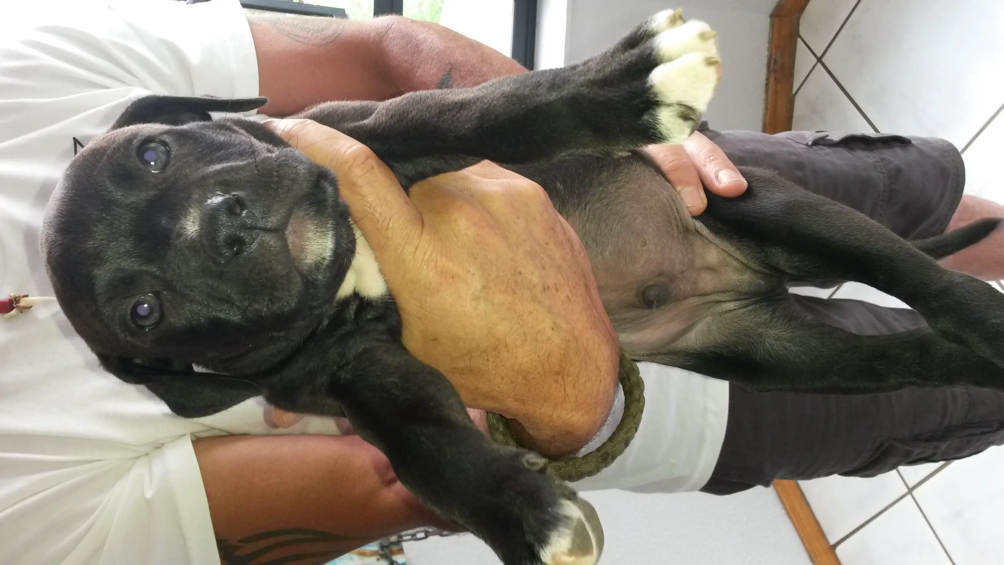 Pitbull Puppies in East Rand (23/12/2019)