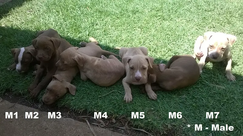 Pitbull Puppies in East Rand (08/12/2019)