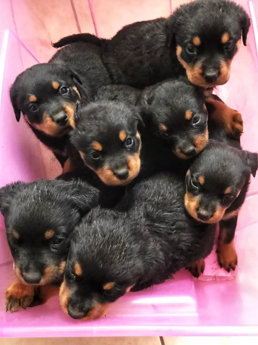 Rottweiler Puppies in Cape Town (27/12/2019)