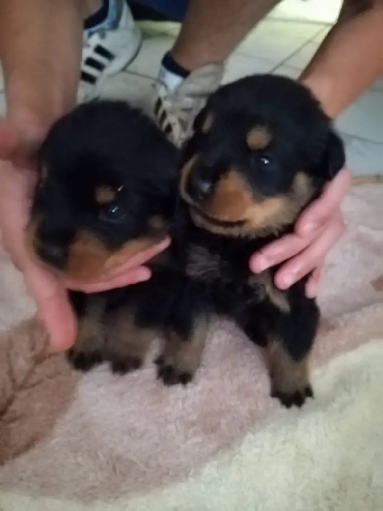 Rottweiler Puppies in East Rand (10/12/2019)