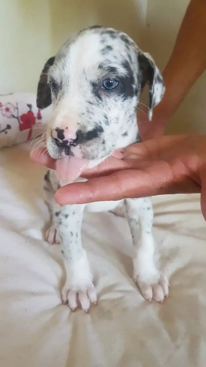 Great Dane Puppies in Other (02/12/2019)