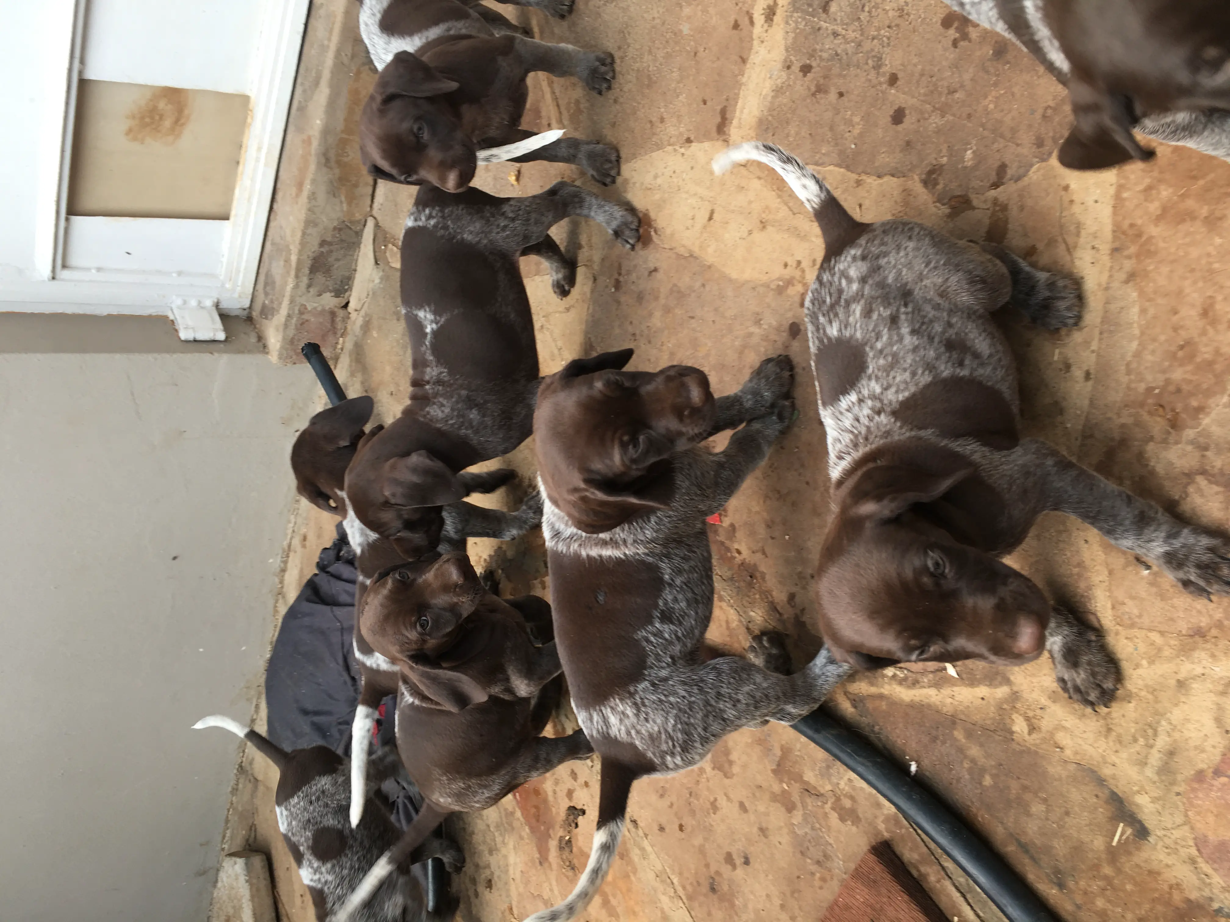 German Pointer Puppies in Bloemfontein (09/12/2019)