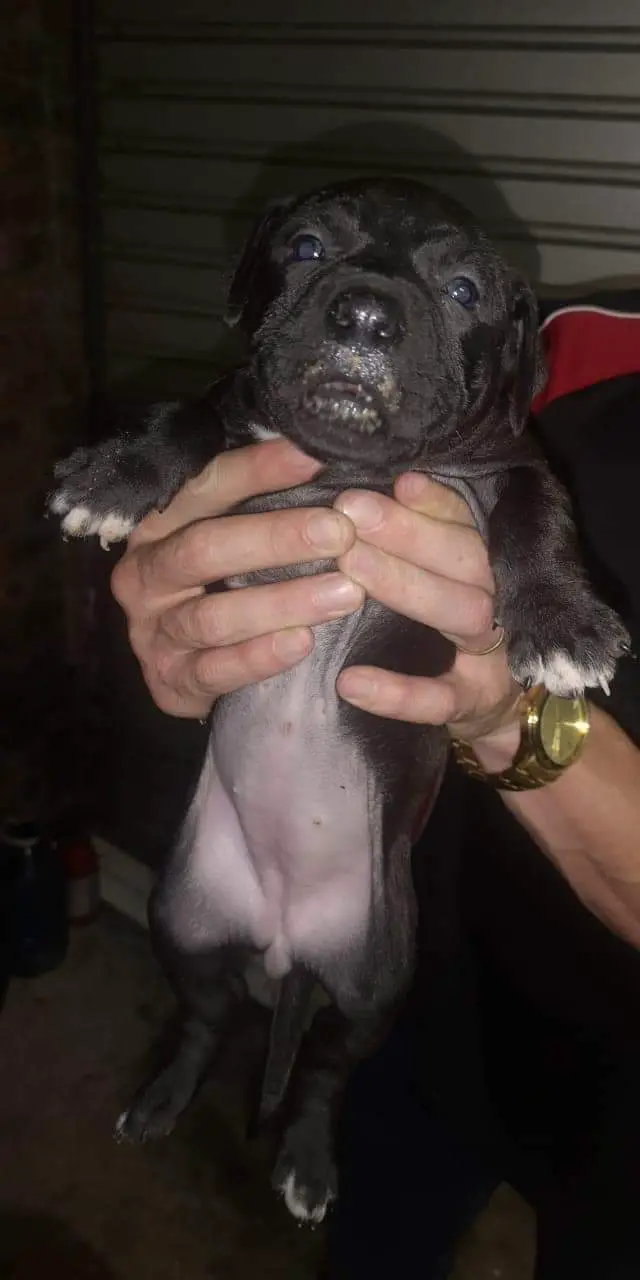Pitbull Puppies in Port Elizabeth (20/12/2019)