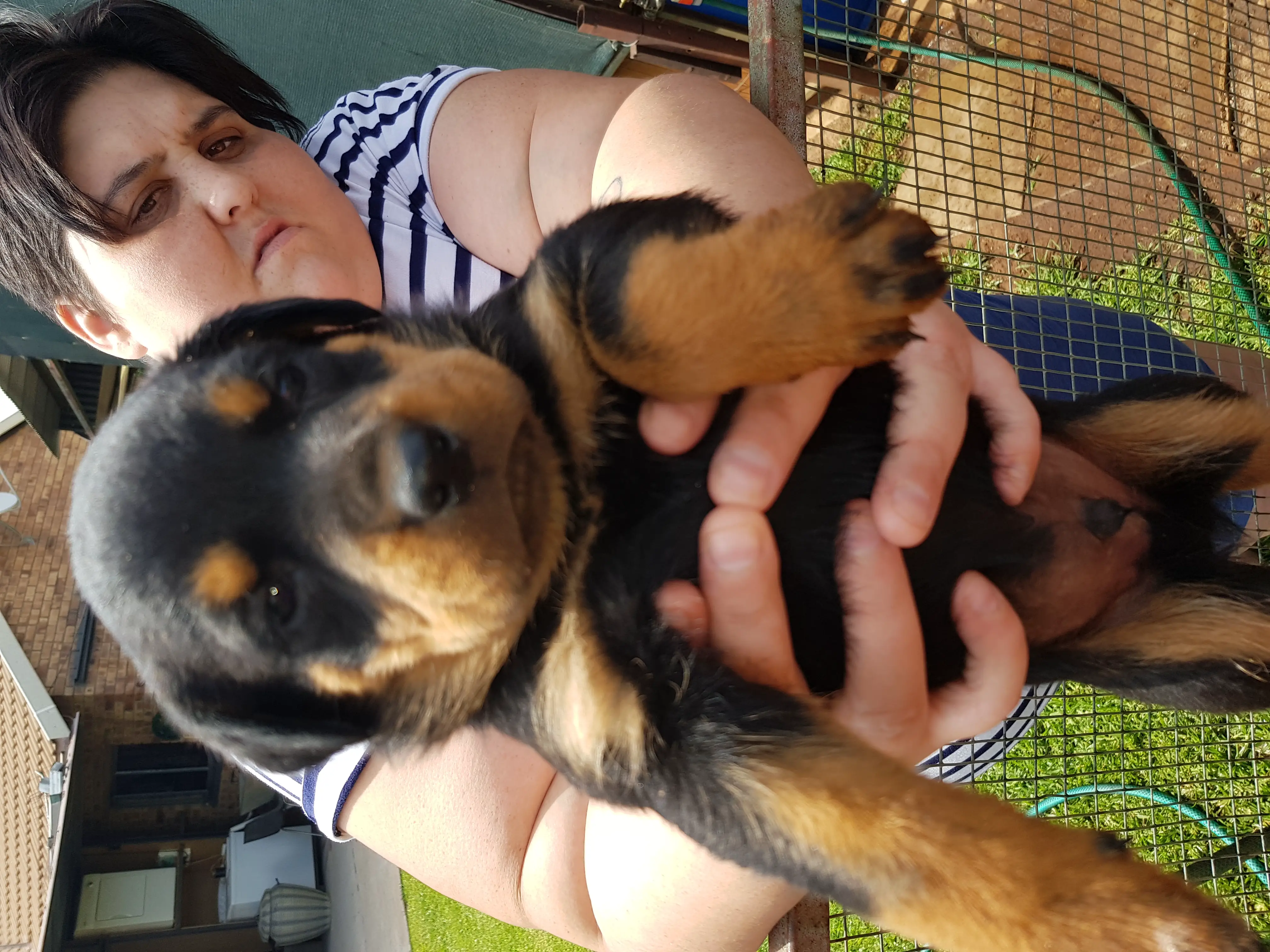 Rottweiler Puppies in East Rand (03/12/2019)