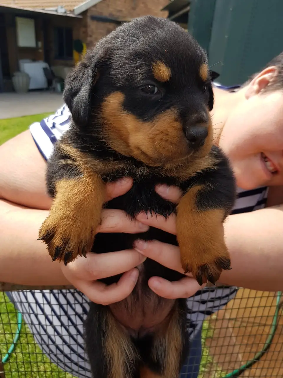 Rottweiler Puppies in East Rand (01/12/2019)
