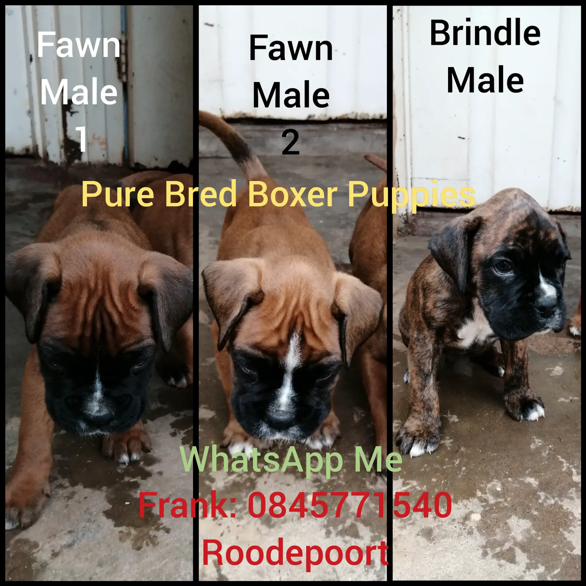 Boxer Puppies in Johannesburg (15/12/2019)