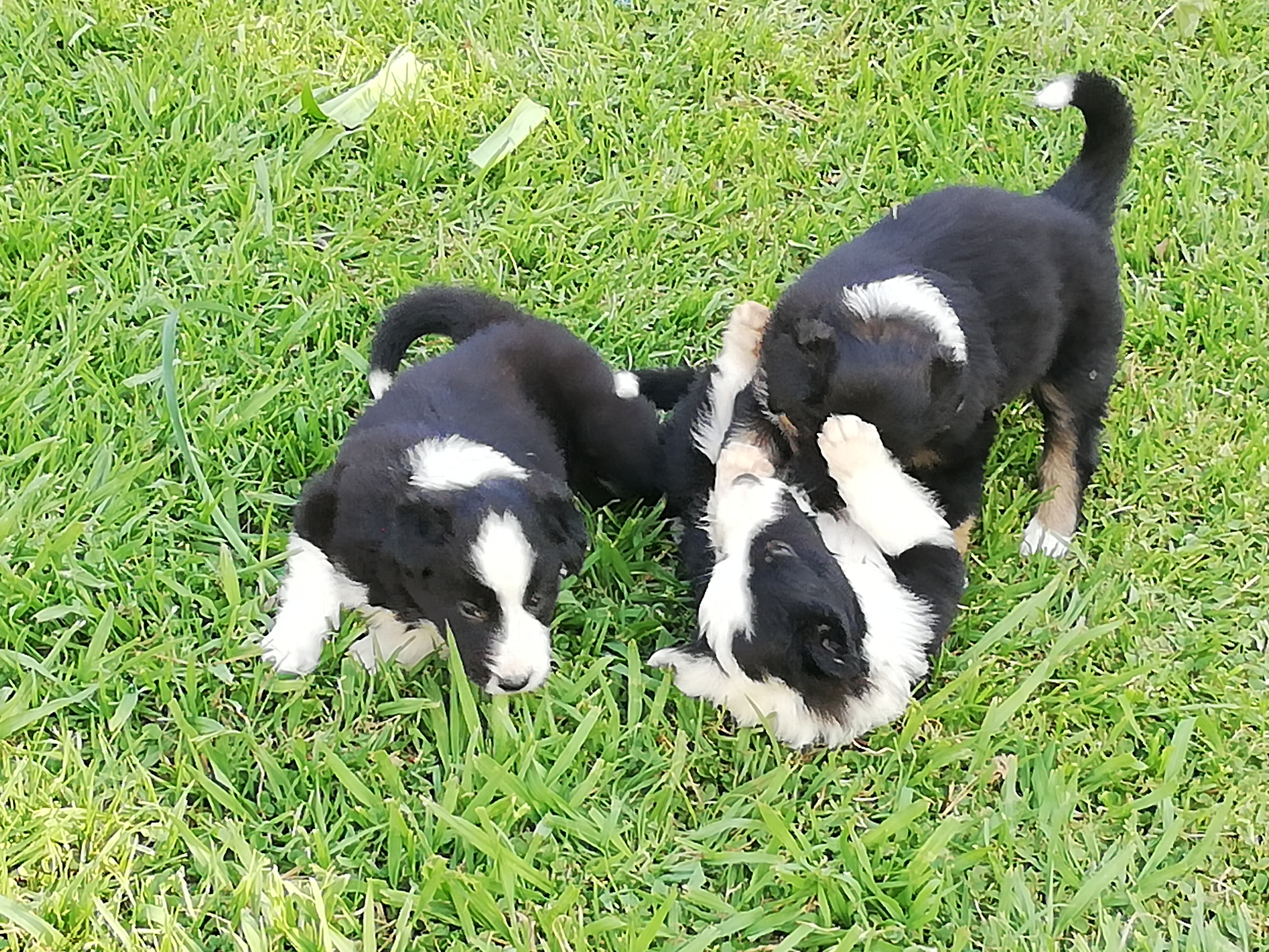 Collie Puppies in Other (01/12/2019)