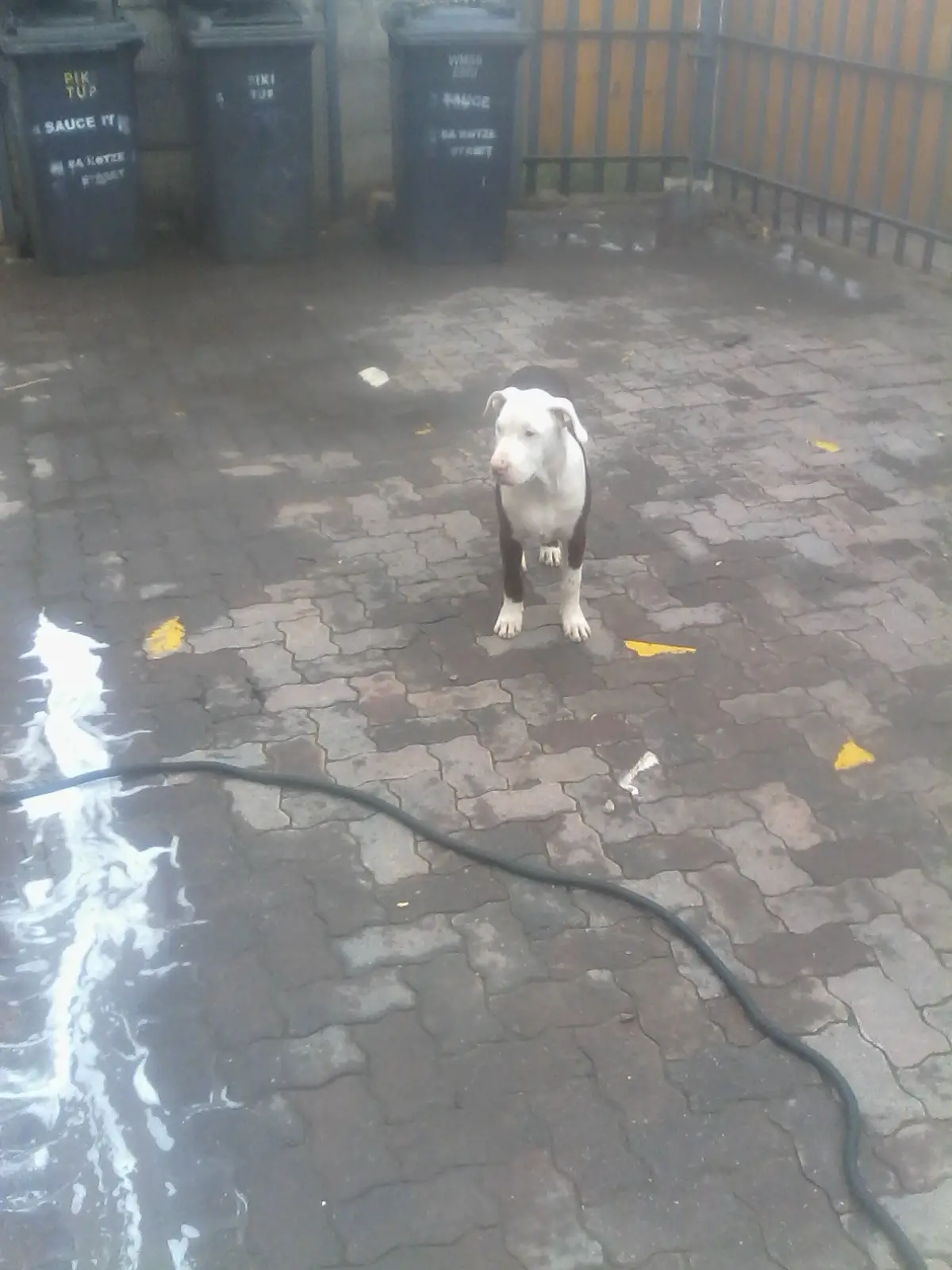 Pitbull Puppies in Johannesburg (03/01/2020)