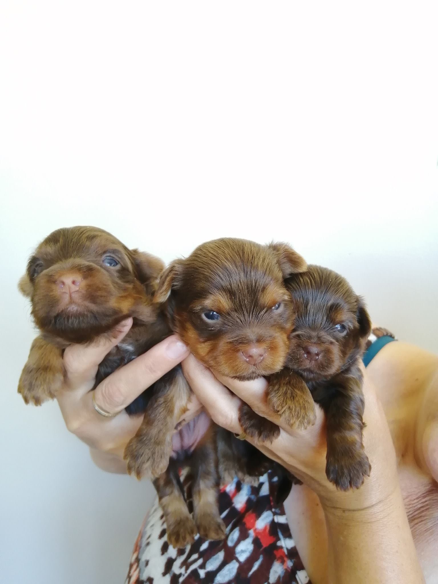 Yorkshire Puppies in Other (20/01/2020)
