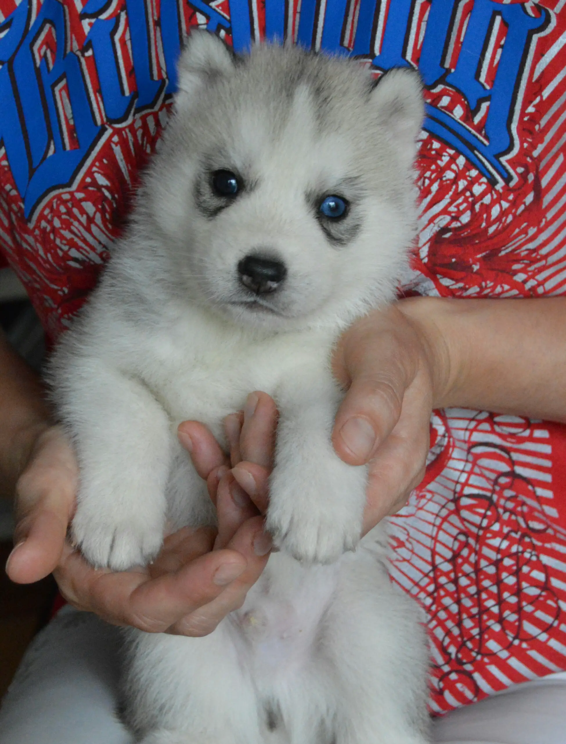 Siberian Husky Puppies in Other (03/01/2020)