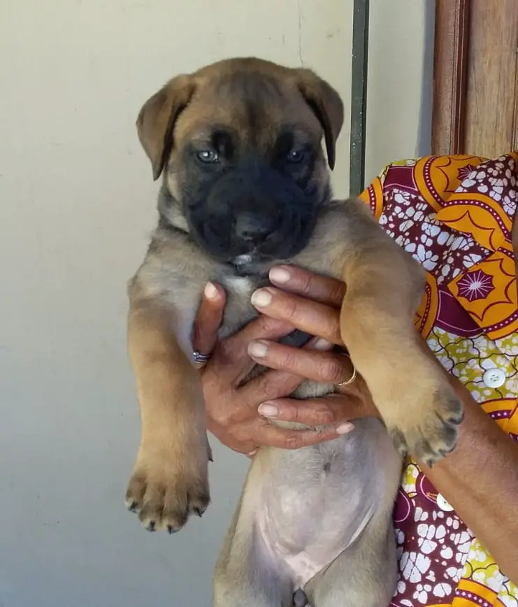 Cape Town Puppies For Sale