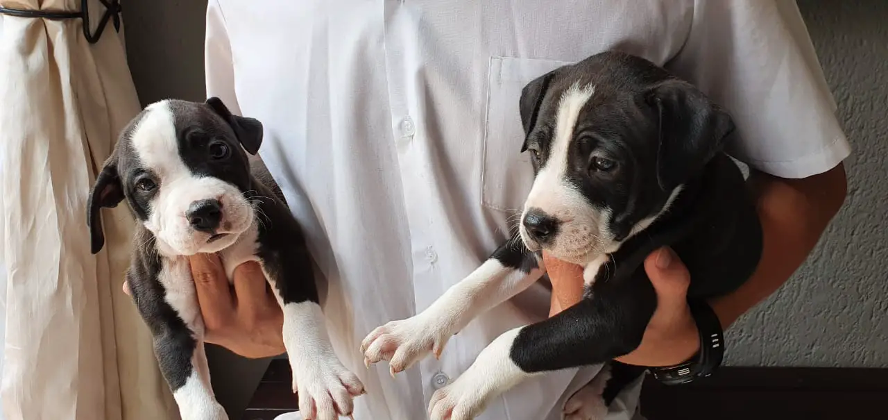 Pitbull Puppies in Pretoria (15/01/2020)