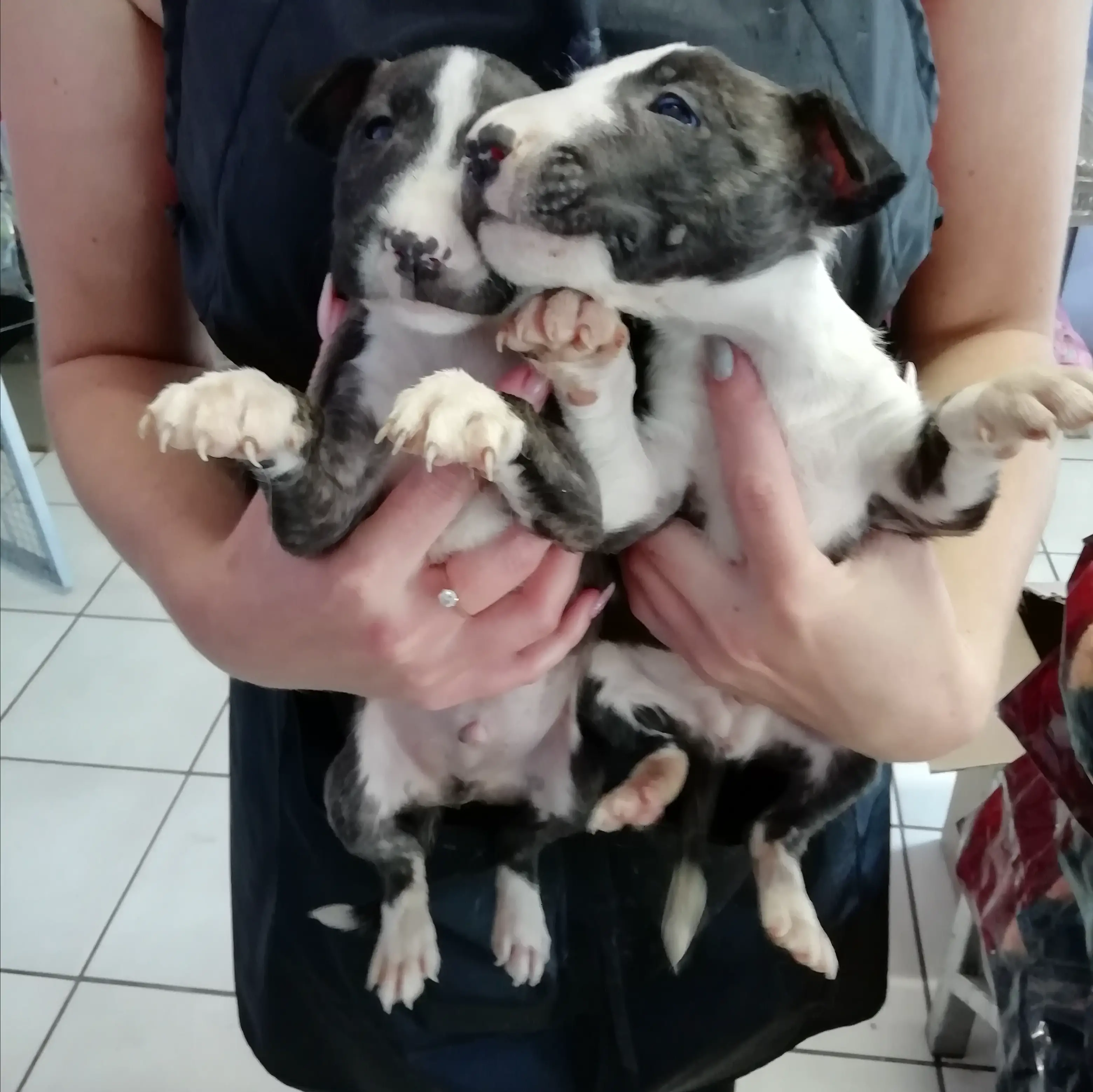 Bull Terrier Puppies in Pretoria (16/01/2020)