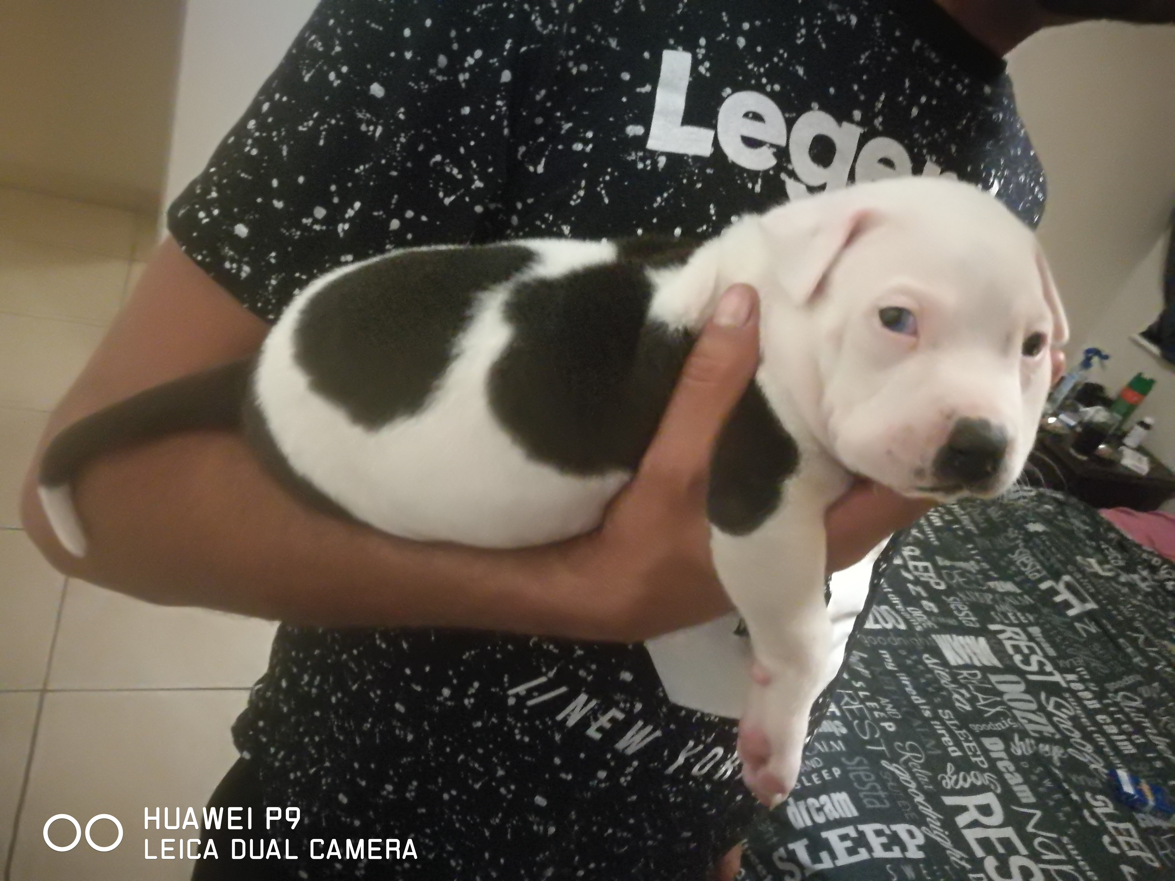 Pitbull Puppies in Other (29/01/2020)