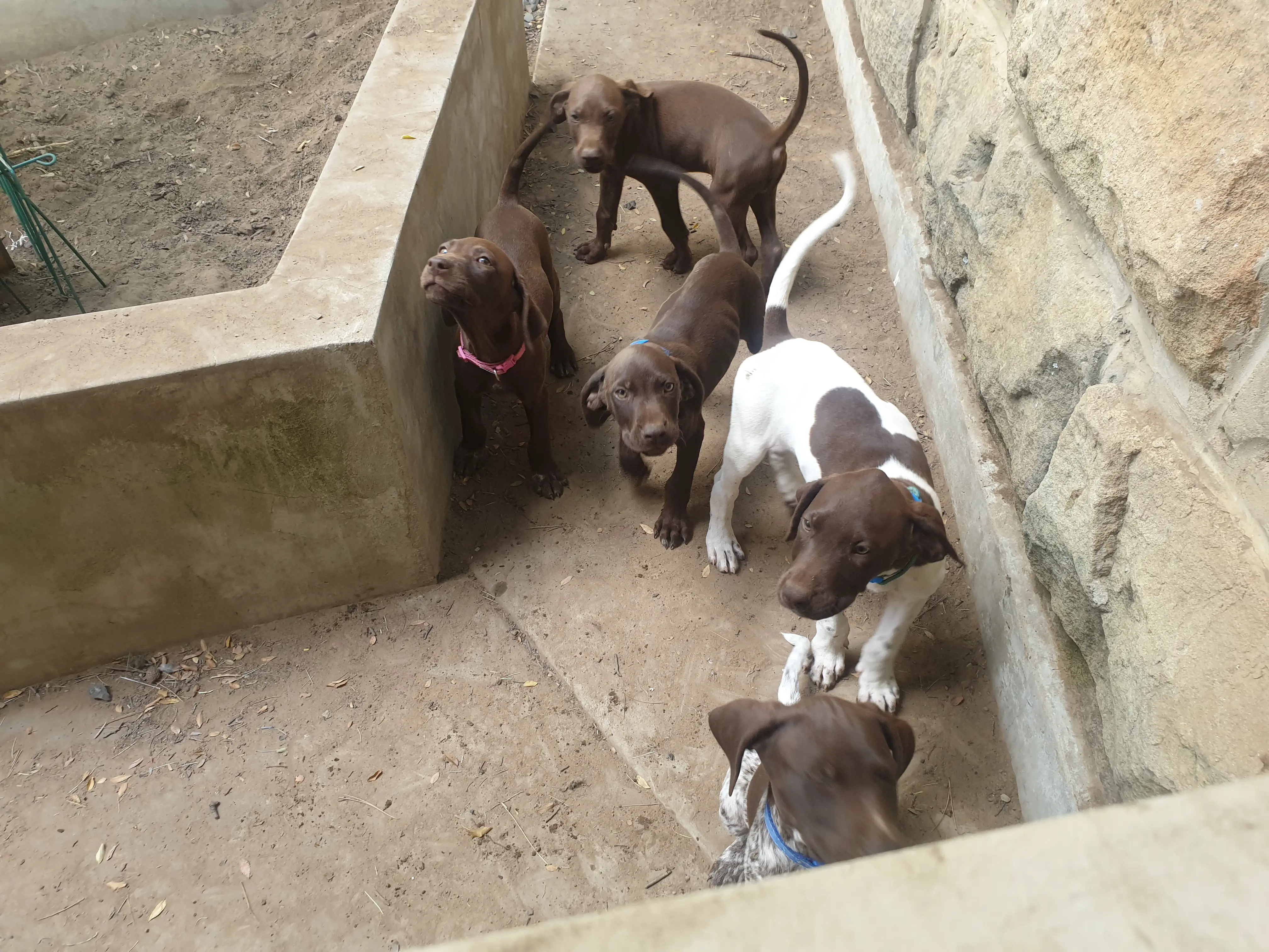 German Pointer Puppies in Bloemfontein (03/01/2020)
