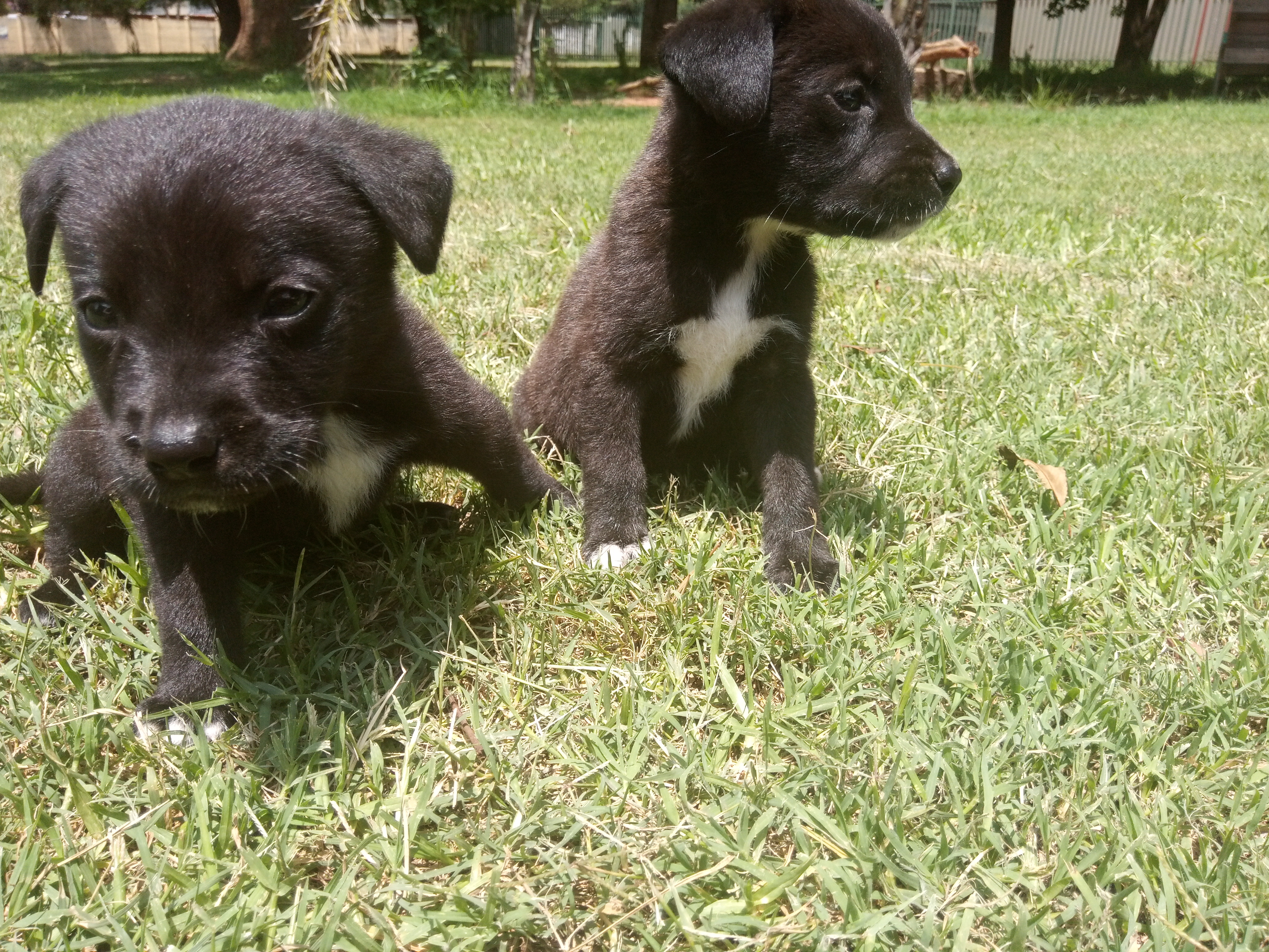 Labrador Puppies in Johannesburg (07/01/2020)