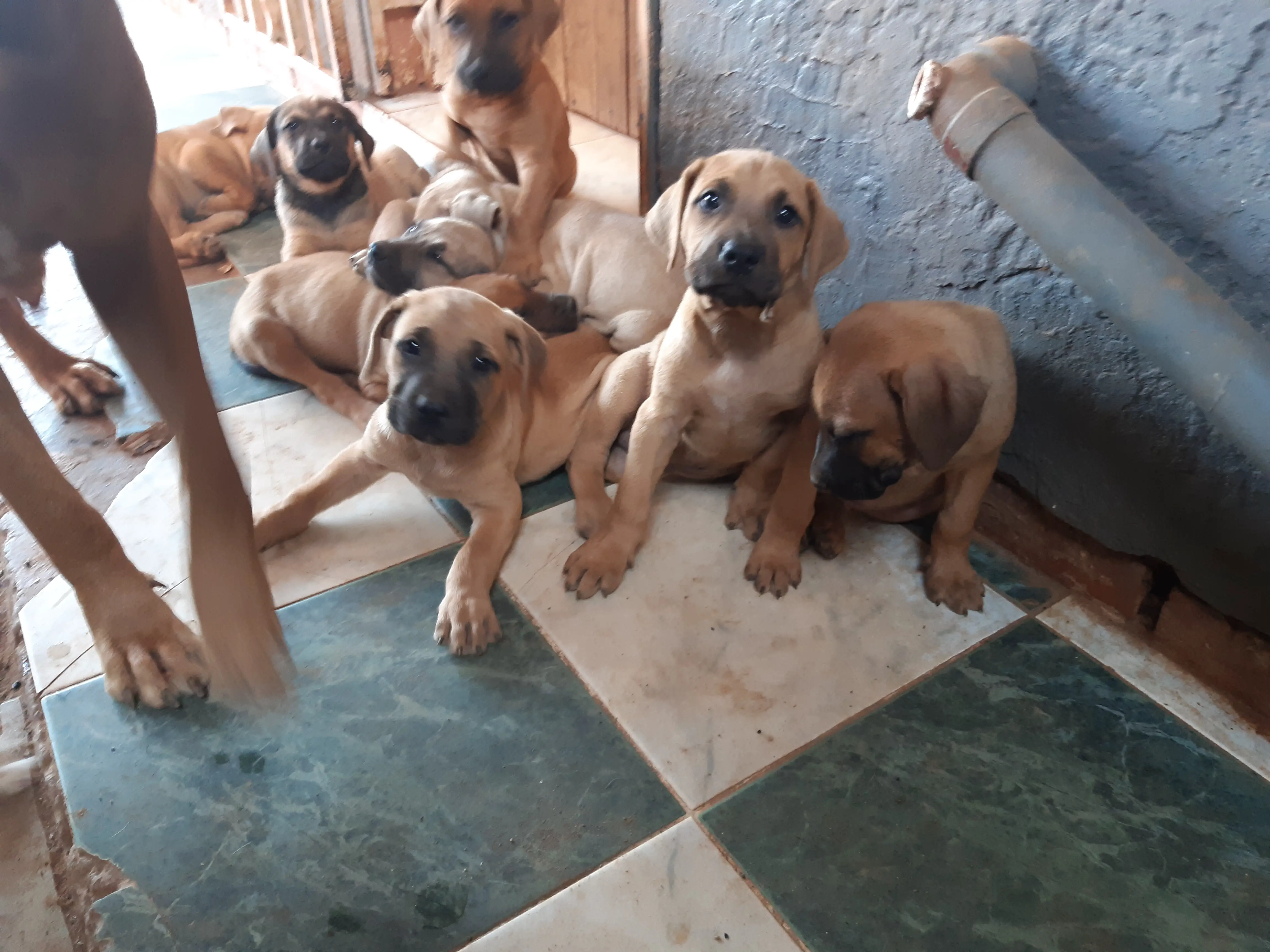 Boerboel Puppies in Johannesburg (30/01/2020)