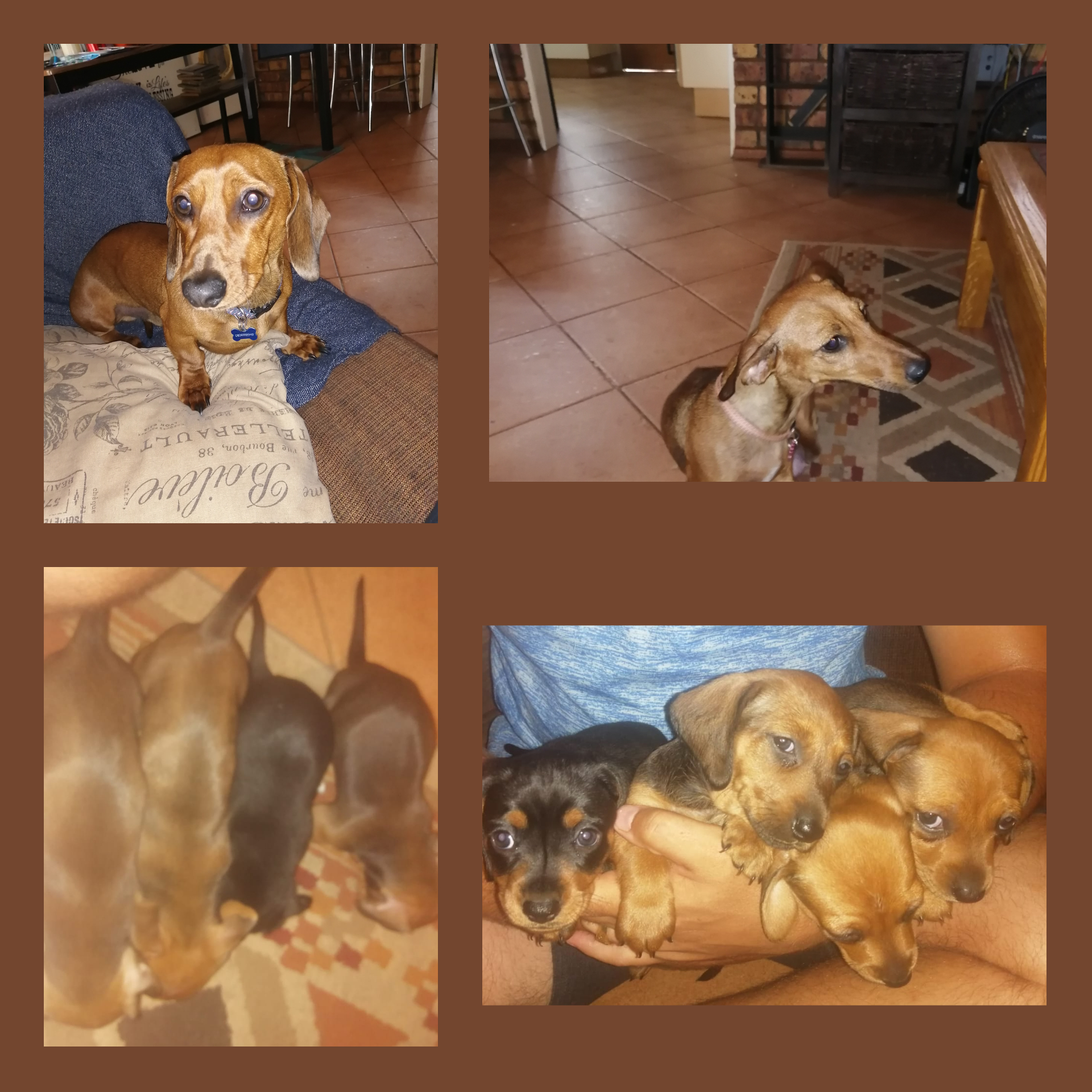 Dachshund Puppies in Johannesburg (18/01/2020)
