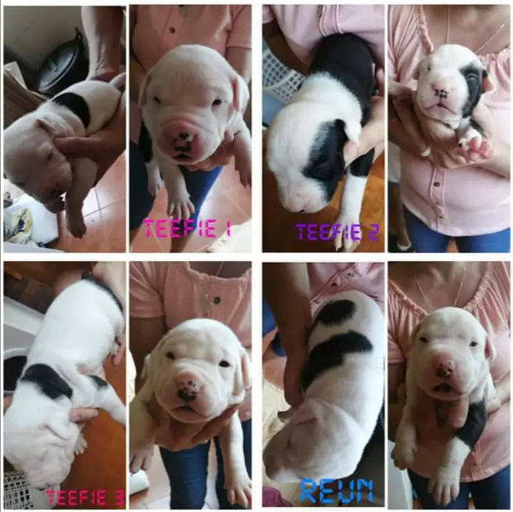 Pitbull Puppies in Mpumalanga (07/01/2020)