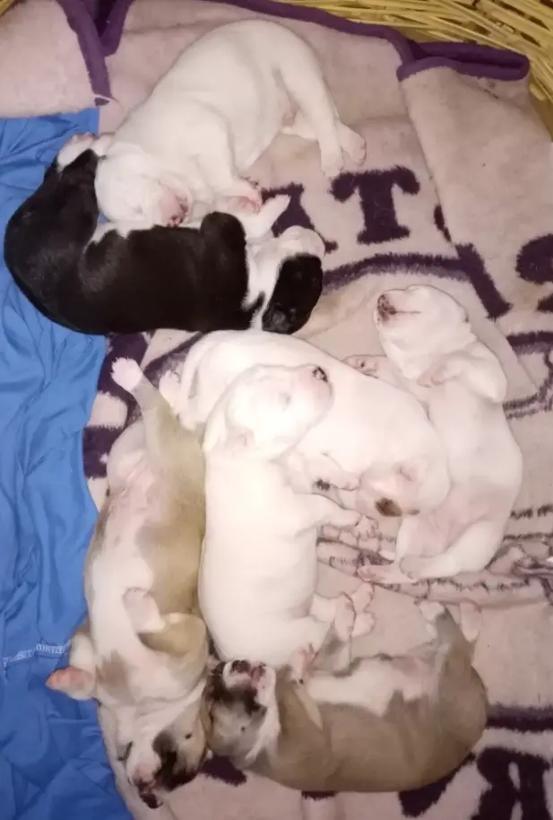 Pitbull Puppies in East Rand (10/01/2020)